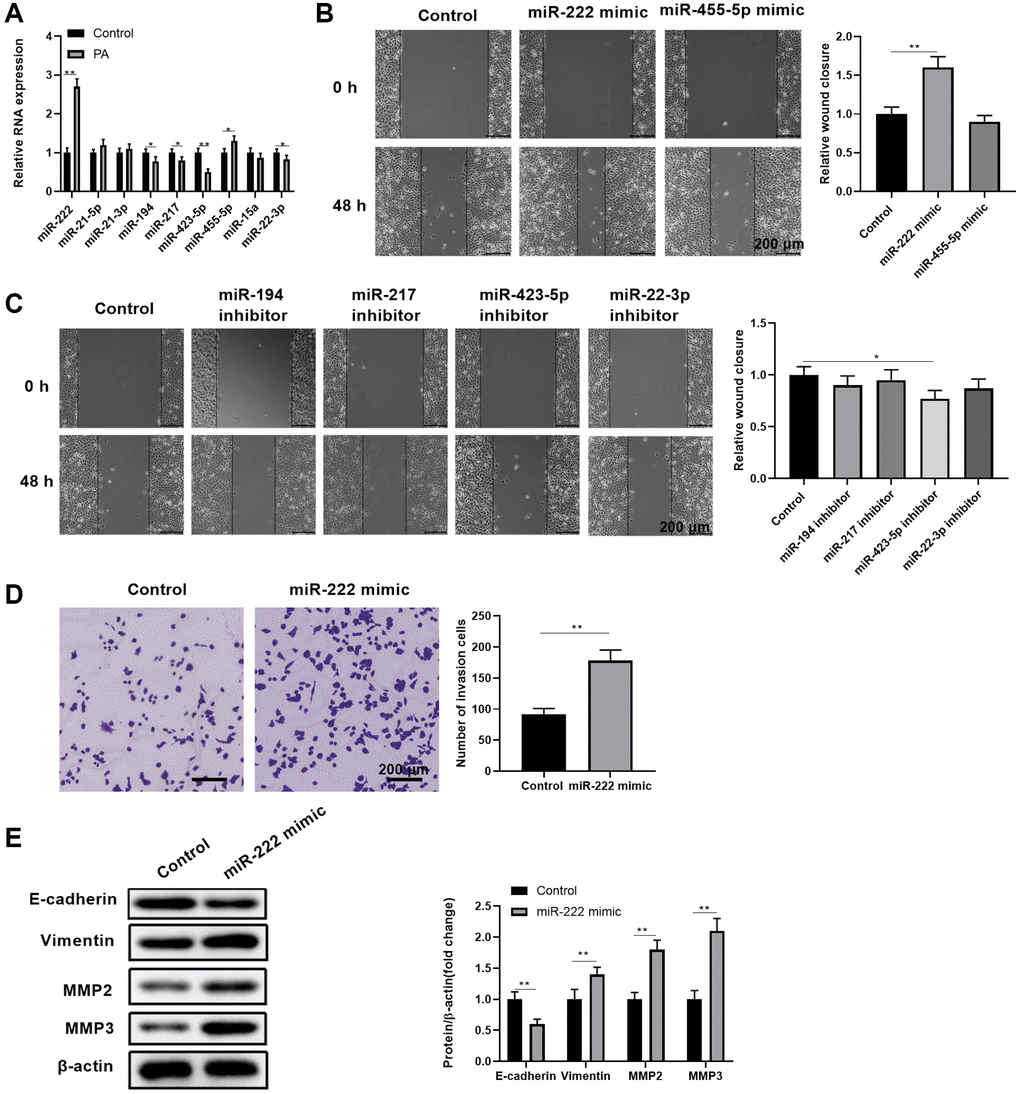 Palmitic acid led to upregulated miR-222expression, which contributed to enhanced RPEC migration and EMT. (A) The transcript levels of the indicated miRNAs in control ARPE-19 cells and ARPE-19 cells after treatment with 200 μM PA for 48 h. (B, C) The wound healing ability of ARPE-19 cells transfected with control or the indicated miRNA mimics (B), or transfected with control or the indicated miRNA inhibitors (C), was measured by scratch assays. Representative images of cells before (0 h) and after (48 h) the scratch are shown, and the relative wound closure was summarized. Scale bar, 200 μm. (D) The migration of ARPE-19 cells transfected with control or miR-222 mimics was determined by transwell migration assays. Representative images are shown, and the invaded cell numbers per view field were summarized. Scale bar, 200 μm. (E) EMT-associated protein levels in indicated ARPE-19 cells. Representative bands images are shown, and the relative protein levels were quantitated. n = 3 for each group; *P **P 