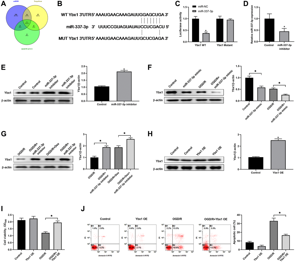 Dex protected neuronal cells from apoptosis induced by ischemia/reperfusion through regulating YBX1 expression. (A) Venn diagram shows the numbers of overlapping genes among the predicted genes of miR-337-3p using the online algorithms including miRDB, TargetScan and microT. (B) Schematic diagram shows the matching base pairs between miR-337-3p and the wild type (WT) or mutated (MUT) 3′-UTR of Ybx1 mRNA. (C) The luciferase activity of the reporter vectors was detected in Neuro-2a cells at 48 hours after co-transfection of the plasmid expressing wild type or mutant 3′-UTR of Ybx1 mRNA together with the NC mimic or the miR-337-3p mimic. (D, E) Neuro-2a cells were transfected with control miRNA inhibitor or miR-337-3p inhibitor, and the expression of miR-337-3p (D) and protein level of Ybx1 (E) were quantitated at 48 hours after transfection. (F) Neuro-2a cells were transfected with control miRNA mimics or miR-337-3p mimics, and left untreated or received OGD/R. The protein level of Ybx1 was quantitated. (G) Effects of miR-337-3p inhibitor transfection and Dex treatment, alone or in combination, in OGD/R-treated Neuro-2a cells on the expression of Ybx1 protein. (H) Confirmation of Ybx1 overexpression in Neuro-2a cells at 48 hours after transfection of Ybx1-overexpression (OE) plasmid. (I, J) Control cells or Ybx1-OE cells were left untreated or received OGD/R. Cell proliferation (I) and apoptosis (J) in the indicated groups were measured. *P 