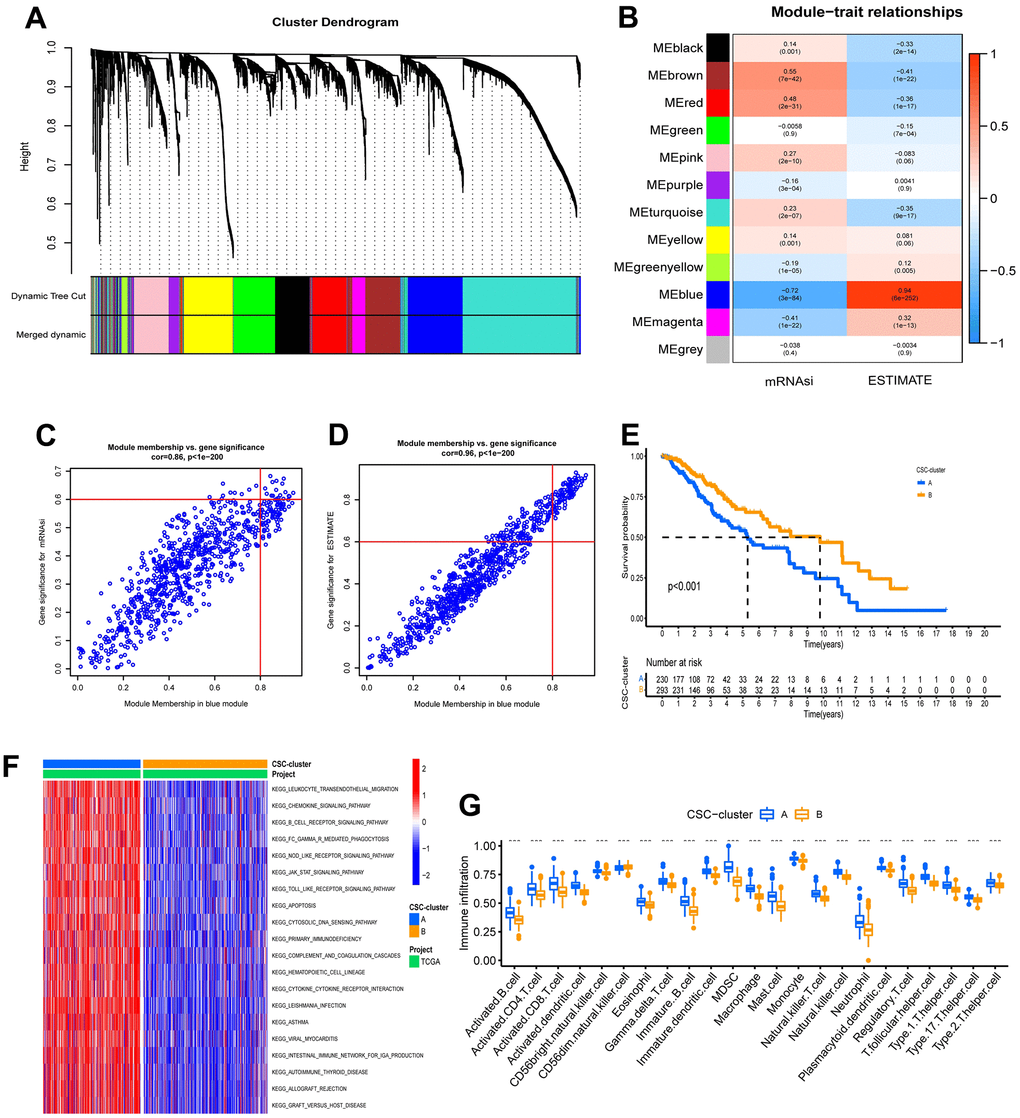 Characteristics of ubiquitination modification-related phenotypes (CSC stemness). (A) Hierarchical clustering dendrograms of identified co-expressed genes in modules. (B) Correlations between the gene modules and clinical traits. (C, D) The hub genes in blue modules. (E) Survival analyses for the two CSC-clusters based on 523 patients with low-grade glioma from TCGA-LGG cohort. (F) GSVA enrichment analysis in the two CSC-clusters. (G) Abundance of Immune cell in the two CSC-clusters.