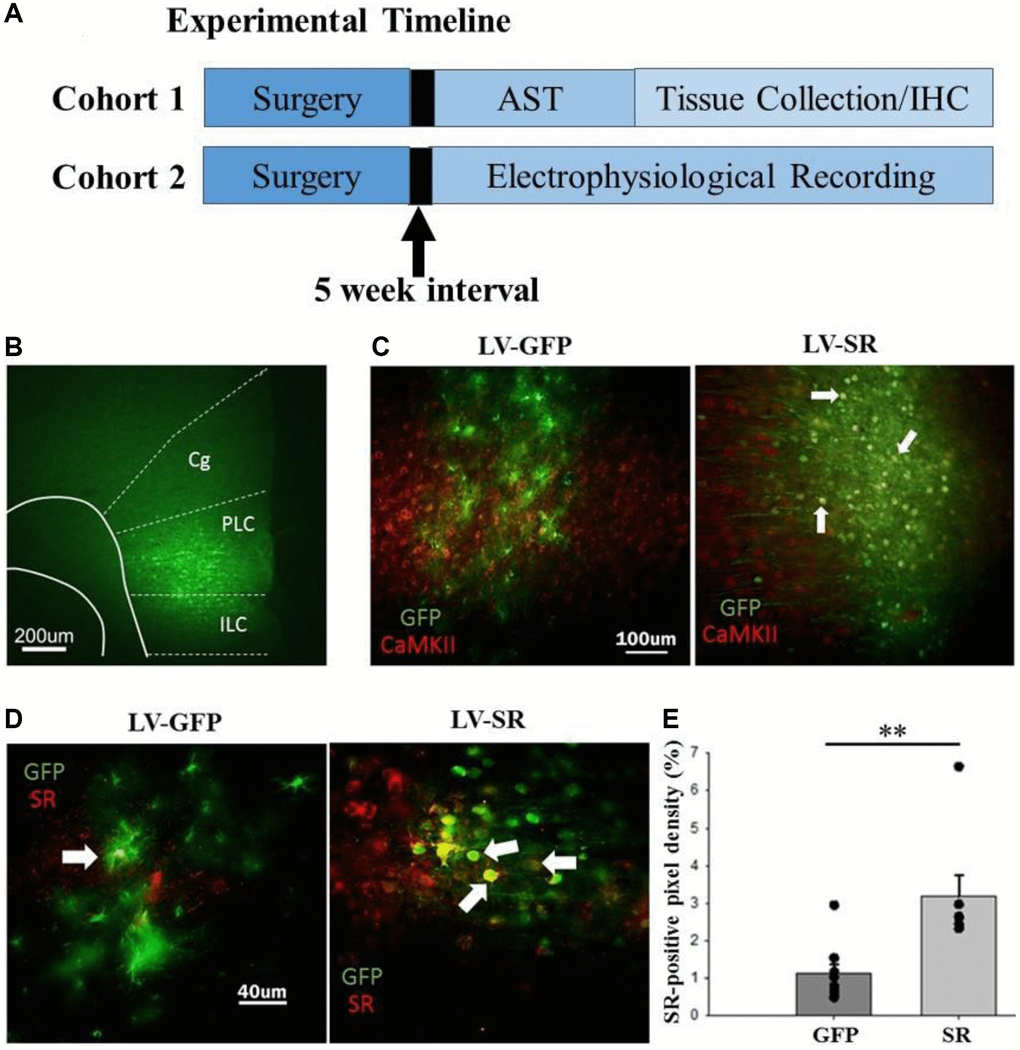 Experimental timeline and confirmation of lentiviral transfection and upregulation of SR expression in mPFC. (A) Experimental timeline illustrating details of experiments. Rats underwent surgery for lentiviral delivery into the mPFC and waited five weeks, to permit sufficient viral infection, before engaging in behavioral training on the attentional set shift task (AST) or electrophysiological recordings. Following AST, all rats were euthanized, had their tissue collected, and processed for immunohistochemistry (IHC). (B) Viral infection, represented as GFP+ expression, targeted the mPFC, which includes the cingulate (Cg), prelimbic (PLC), and infralimbic (ILC) cortices. (C) For rats injected with LV-SR (N = 7), viral infection (green, GFP) significantly overlapped with CaMKII+ cells (red; 52%). In contrast, rats injected with LV-GFP (N = 9), displayed limited overlap of GFP- (green) and CaMKII-positive cells (red). (D) Additional slices were evaluated for SR expression (red), and (E) based on further quantification (average of 4–7 slices/rat; individual rat’s average represented as single data point) showed that LV-SR significantly increased SR levels in the mPFC where the virus (GFP represented in green) was expressed. Data represented as mean ± SEM. **p 