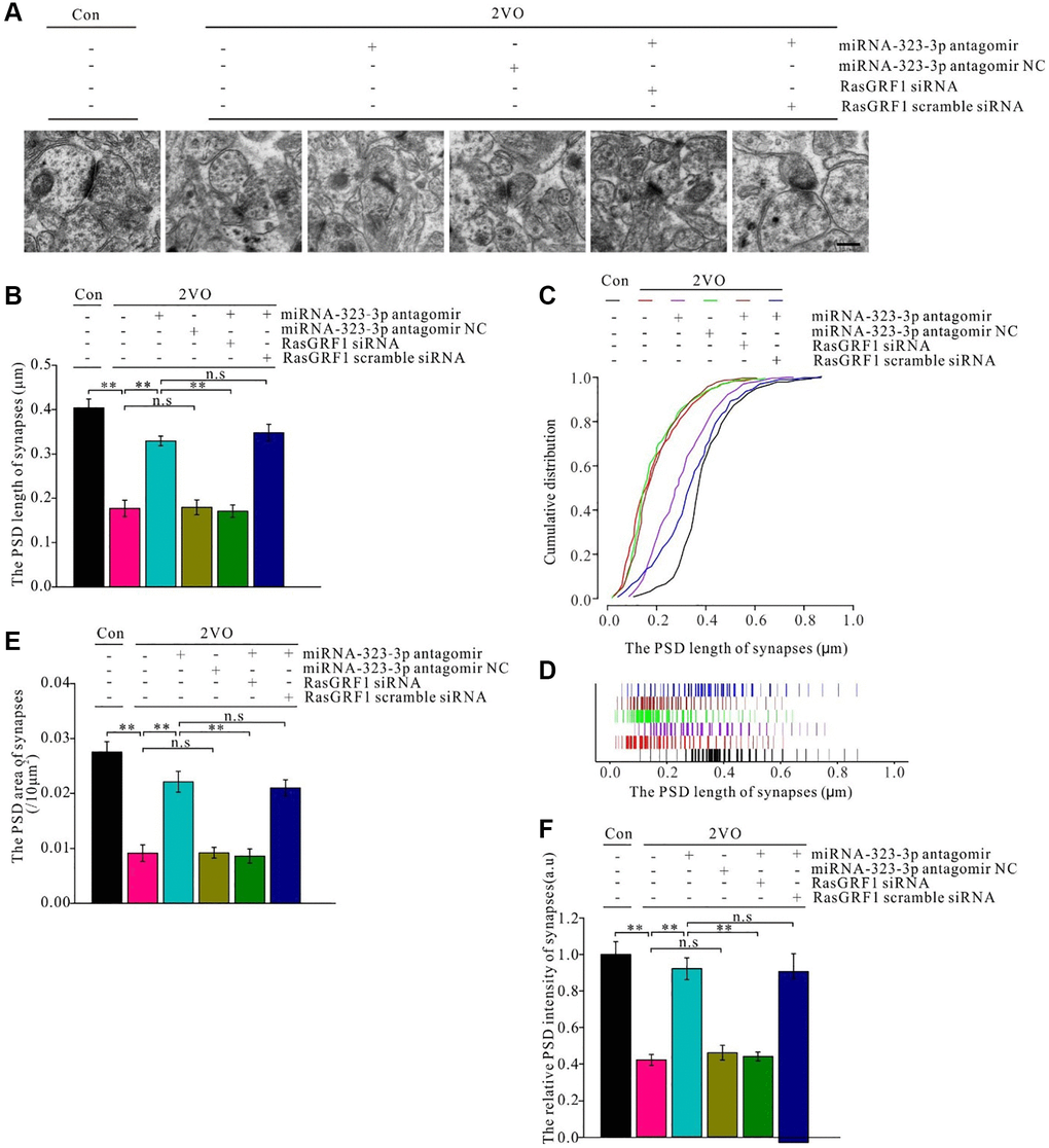 Rasgrf1 upregulation by the inhibition of miR-323-3p could improve the synapse structure deterioration after CCH. (A) The synapses were observed with uranyl acetate negative staining under transmission electron microscope and the synapses’ structure was observed; (Con (n = 3), 2VO (n = 3), 2VO+miRNA-323-3p antagomir (n = 3), 2VO+ miRNA-323-3p antagomir NC (n = 3), 2VO+miRNA-323-3p antagomir + RasGRF1 siRNA (n = 3), 2VO+miRNA-323-3p antagomir + RasGRF1 scramble siRNA (n = 3)). (B and C) The cumulative and specific distribution of synaptic PSD length. (D) PSD length of synapses. (E) Synapse area and (F) the relative PSD intensity of synapses were measured and calculated. Scale bar = 200 nm. **p 