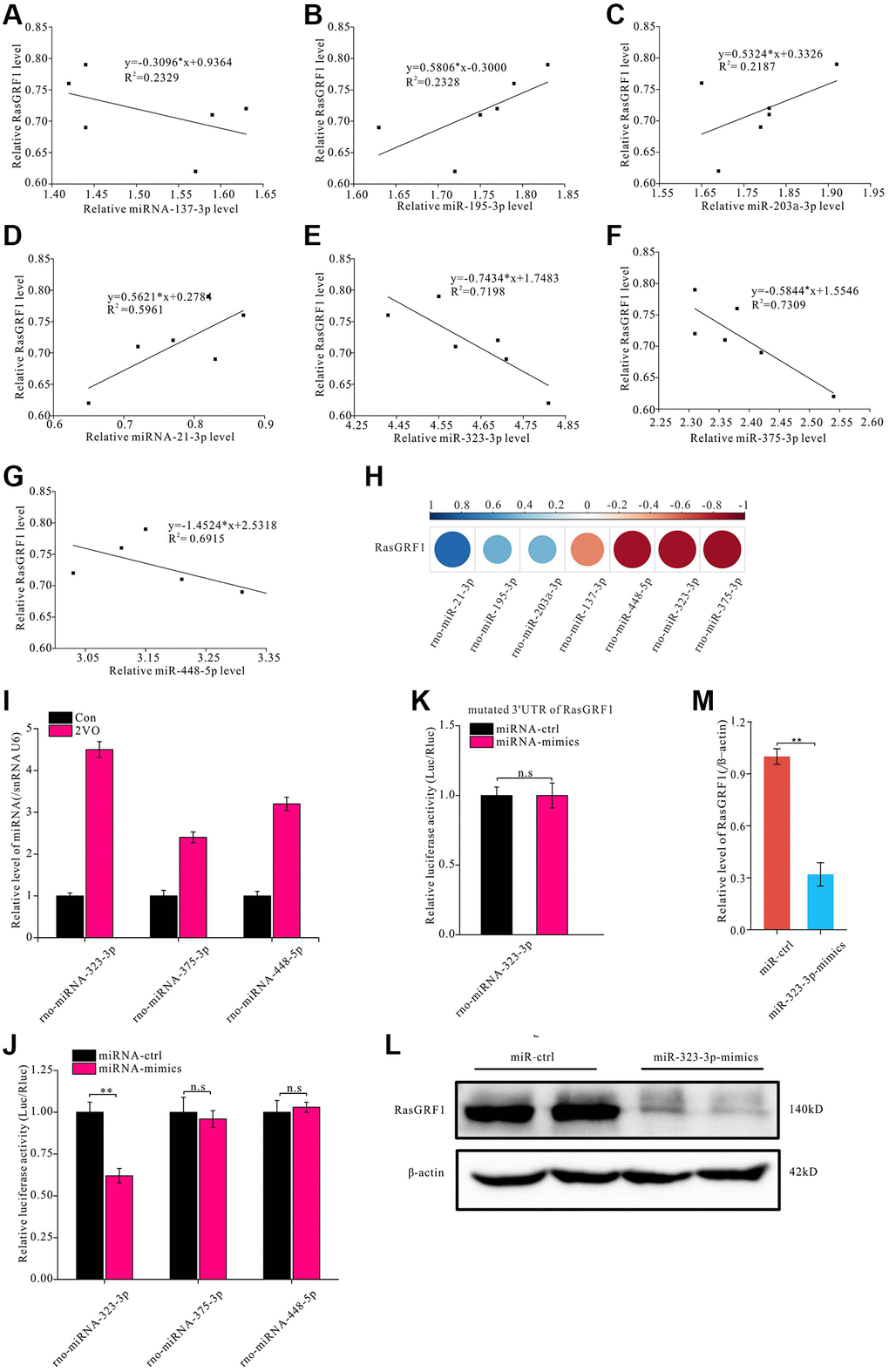 miR-323-3p could regulate the expression of RasGRF1 through binding to the 3′UTR. The total RNAs were extracted, and RasGRF1 and the predicted bind miRNAs levels were measured by RT-PCR. (A–G) The correlation between miRNAs (rno-miR-137-3p, rno-miR-195-3p, rno-miR-203a-3p, rno-miR-21-3p, rno-miR-323-3p, rno-miR-375-3p, rno-miR-448-5p) and RasGRF1 levels were analyzed. (H) The correlation degree was displayed with heatmap. (I) rno-miR-323-3p, rno-miR-375-3p and rno-miR-448-5p level in hippocampus after CCH were showed. (J) Dual luciferase reporter assayed the binding and expression regulation of targeted RasGRF1 mRNAs 3’UTR by miRNA mimics and negative control of miRNA-323-3p, miRNA-375-3p and miRNA-448-5p. (K) The binding and regulation between mutated 3’UTR of RasGRF1 mRNA and miRNA-323-3p was assayed by dual luciferase reporter. (L) RasGRF1 level after rno-miR-323-3p mimic treatment was detected by Western blot. β-actin was as inner control for samples loading normalization. (M) The RasGRF1 relative expression level was calculated and analyzed statistically. Compared with miRNA-Control, **p 