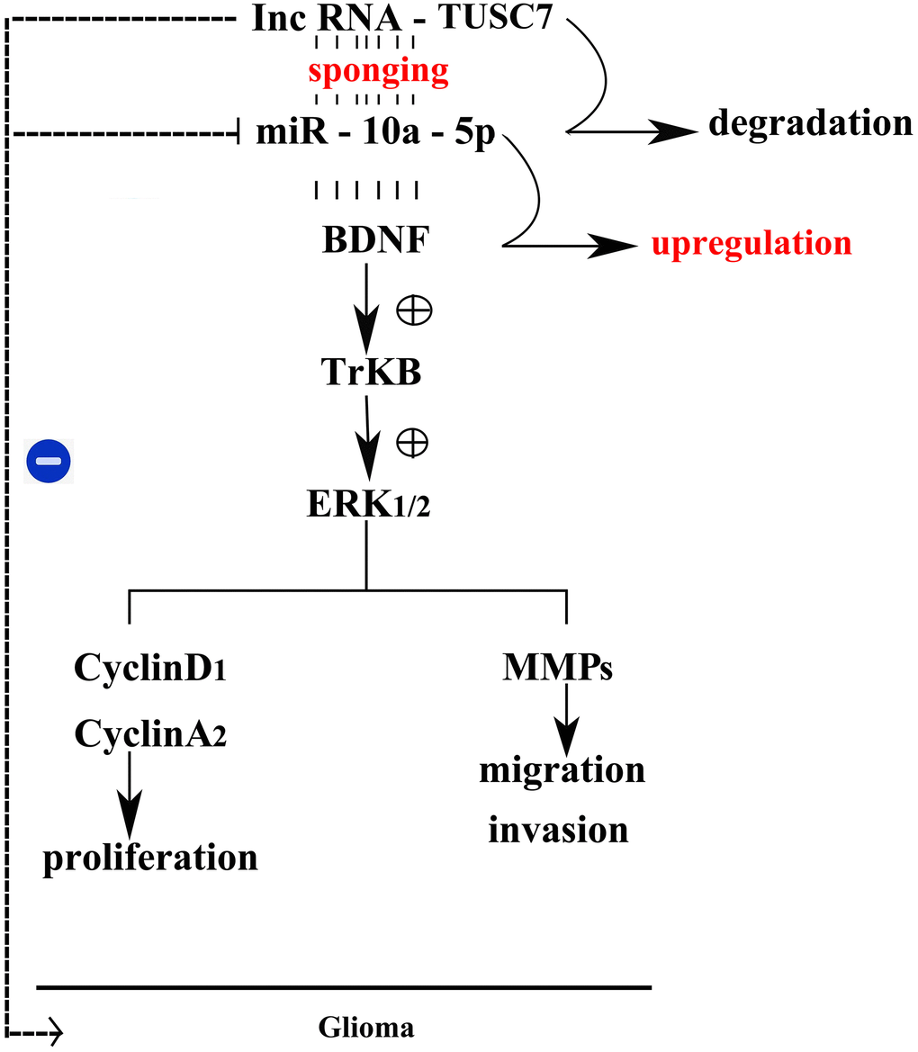 Mechanism schematic diagram of the effects of lncRNA TUSC7 on gliomas.