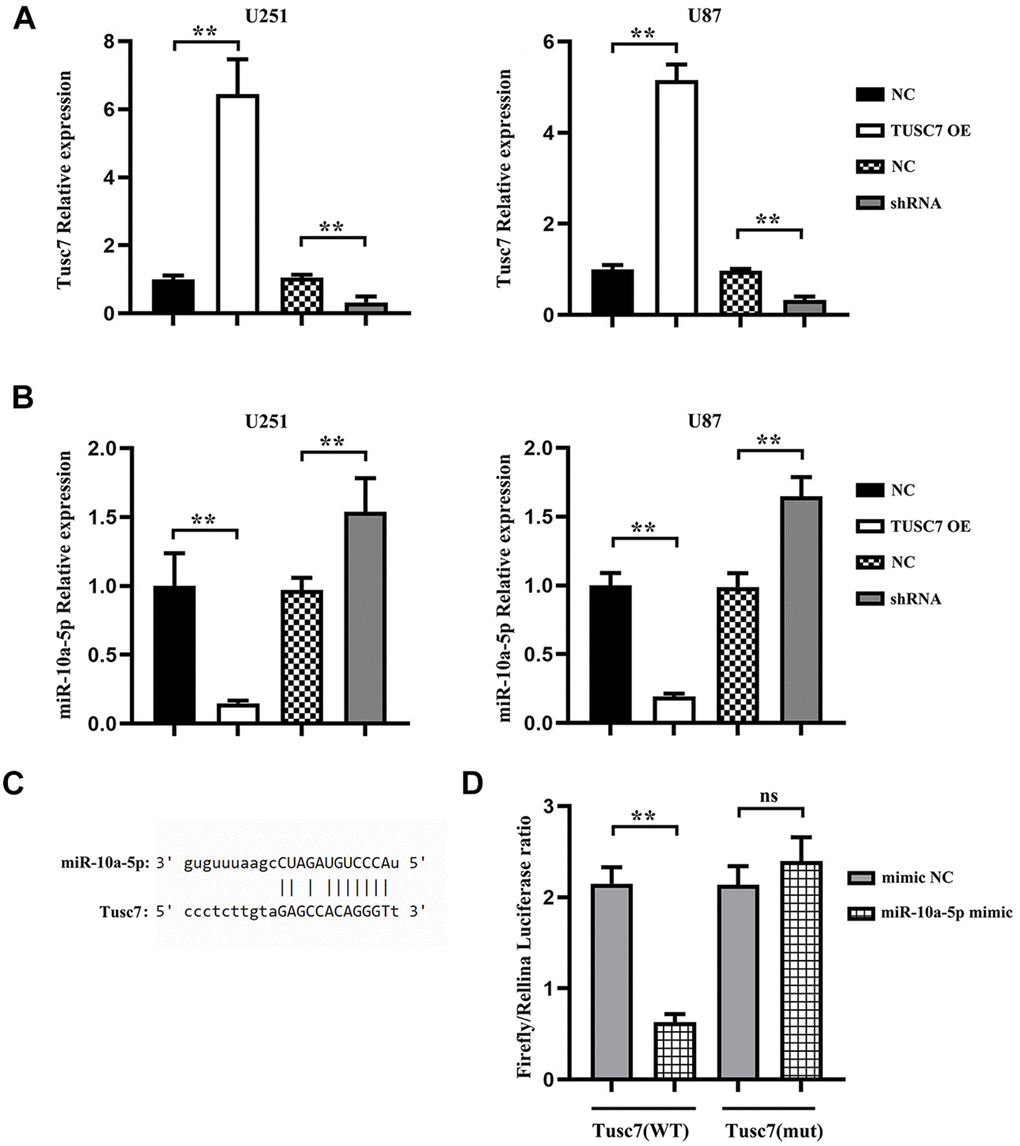 miR-10a-5p was the target gene of TUSC7. (A) After transfection with TUSC7 overexpression plasmid and shRNA plasmid, q-PCR was used to measure transfection efficiency. (B) Expression of miR-10a-5p after overexpression and silencing of TUSC7 in U251 and U87 cells. (C) Binding site of miR-10a-5p in the TUSC7 transcript. (D) The results of dual-luciferase reporter gene assay showed that the relative luciferase activity was inhibited after co-transfection of wild-type (WT) plasmids and miR-10a-5p mimics, while it was not inhibited after transfection of mutant vector (MUT). **pp>0.05.
