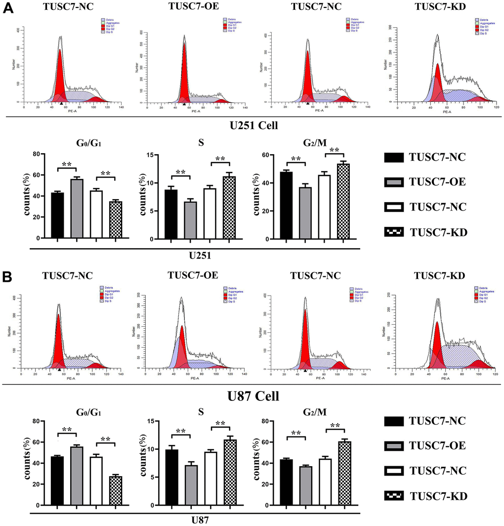 Overexpression of TUSC7 suppressed proliferation of glioma cells. (A) Cell cycle assay results of U251 cells. (B) Cell cycle assay results of U87 cells. The results of cell cycle assay by flow cytometry showed that compared with NC group, the G1 phase of U251 and U87 cells was significantly increased and the S+G2 phase of cells was significantly decreased when TUSC7 was overexpressed, and after silencing TUSC7, the G1 phase of U251 and U87 cells was significantly decreased, and the S+G2 phase of cells was significantly increased. **p