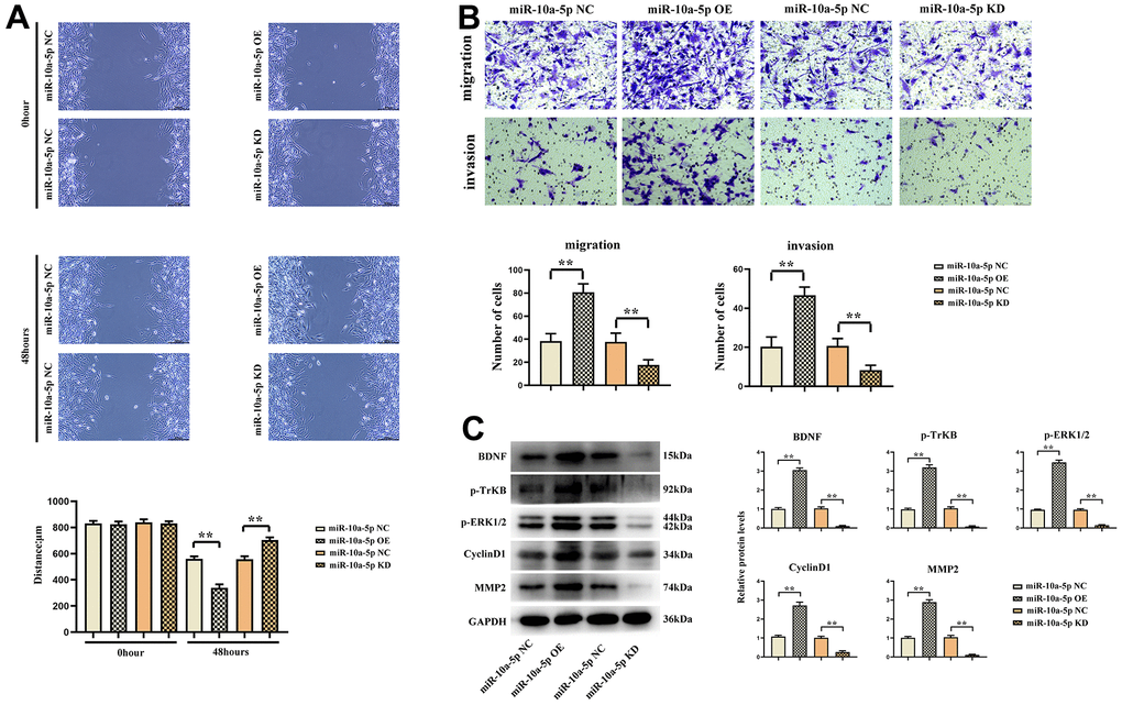 Overexpression of miR-10a-5p could promote the proliferation and migration of glioma cells by activating the BDNF/TrkB/ERK pathway. (A) Wound healing assay results of U251 cells and data statistics at 0 h and 48 h. (B) Transwell assay results of U251 cells and data statistics. (C) Relative expressions of BDNF/TrkB/ERK pathway-related proteins.