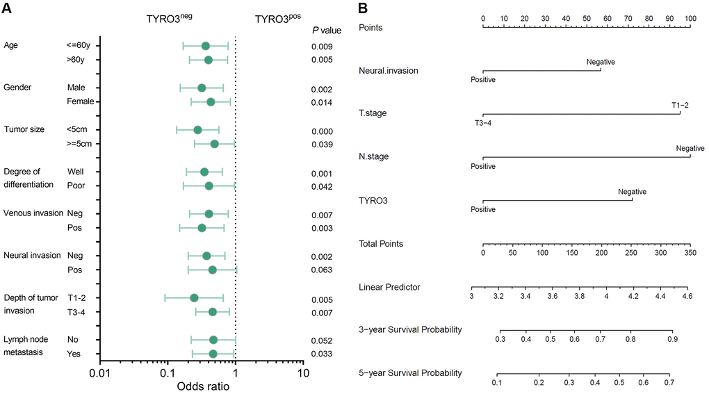Subgroup analysis of prognosis and construction of prognostic prediction model. (A) Overall survival analysis of TYRO3pos vs. TYRO3neg CRC patients in subgroups demarcated according to each clinicopathological indicators. (B) Nomograms to predict overall survival of CRC patients. Points of each variable were obtained via a vertical line between each variable and the point scale. The predicted survival rate was correlated with the total points by drawing a vertical line from the total points scale to the overall survival.