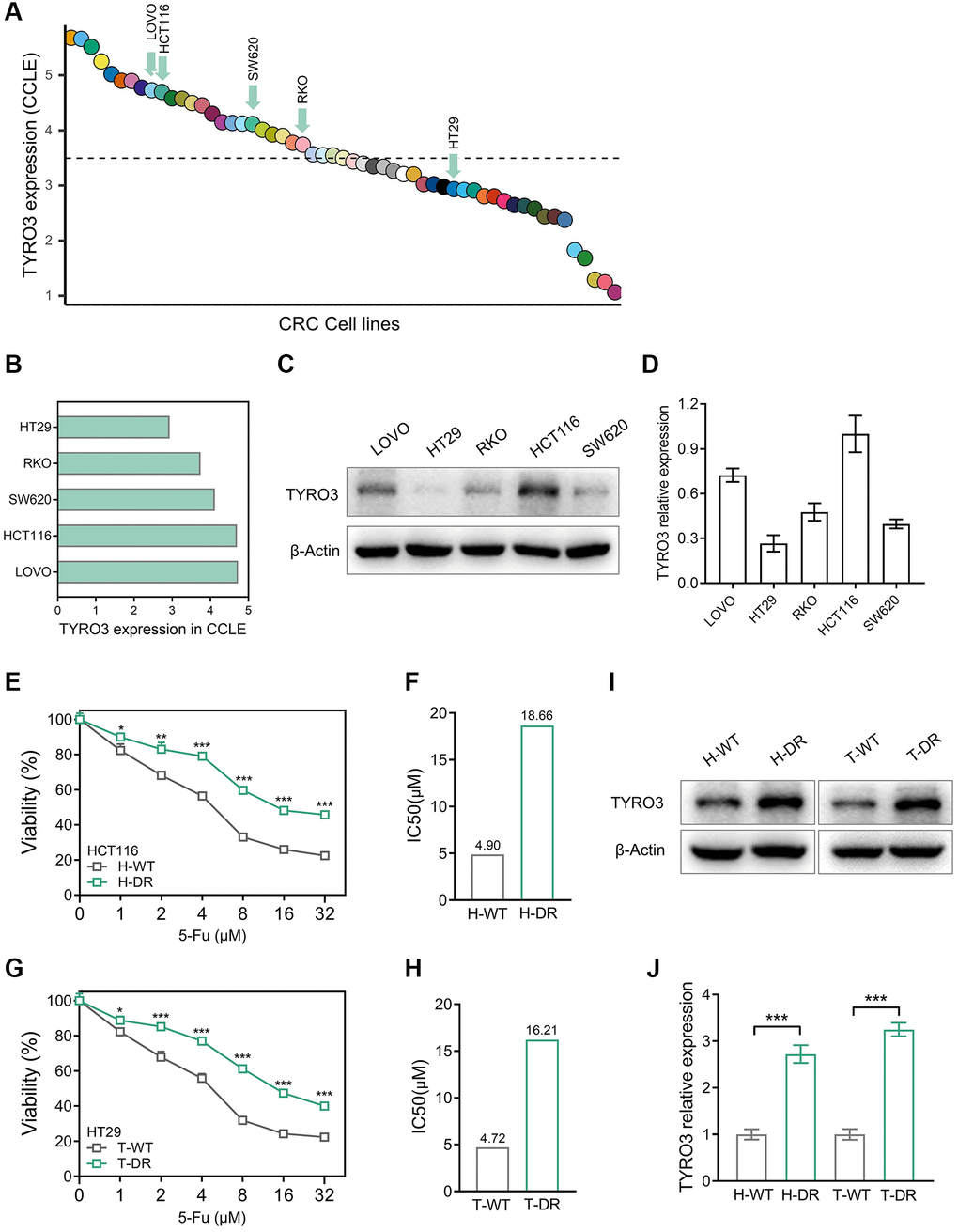 Construction of drug-resistant cell lines and alteration of TYRO3 expression. (A) TYRO3 expression in CRC cell lines searched from the CCLE platform. (B) TYRO3 expression in 5 CRC cell lines selected by CCLE platform. (C) TYRO3 expression in 5 CRC cell lines evaluated by Western blot. (D) Immunoblot result of TYRO3 expression in 5 CRC cell lines quantified by ImageJ. (E) The viability of H-WT and H-DR treated with different concentrations of 5-Fu for 24 hours. (F) The IC50 of H-WT and H-DR treated with 5-Fu. (G) The viability of T-WT and T-DR treated with different concentrations of 5-Fu for 24 hours. (H) The IC50 of T-WT and T-DR treated with 5-Fu. (I) Western blot detecting the change of TYRO3 protein levels in wild type and drug-resistance CRC cells. (J) Immunoblot result of wild type and drug-resistance CRC cells semi-quantified by ImageJ. *P **P ***P 