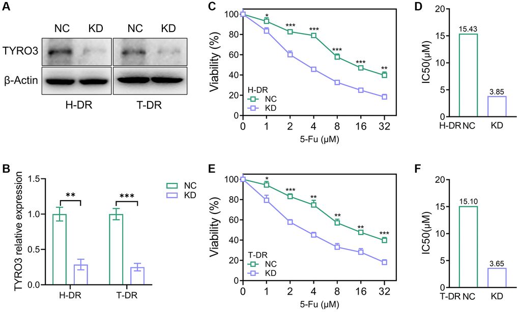 Reverse of drug-resistant cells caused by knockdown of TYRO3 expression. (A) Western blot assessing the effect of TYRO3-shRNA on H-DR and T-DR cells (B) Immunoblot result of H-DR and T-DR semi-quantified by ImageJ. (C) The viability of NC and TYRO3-KD H-DR cells treated with different concentrations of 5-Fu for 24 hours. (D) The IC50 of NC and TYRO3-KD cells treated with 5-Fu. (E) The viability of NC and TYRO3-KD T-DR cells treated with different concentrations of 5-Fu for 24 hours. (F) The IC50 of NC and TYRO3-KD cells treated with 5-Fu. Abbreviations: NC: negative control; KD: TYRO3-shRNA. *P **P ***P 