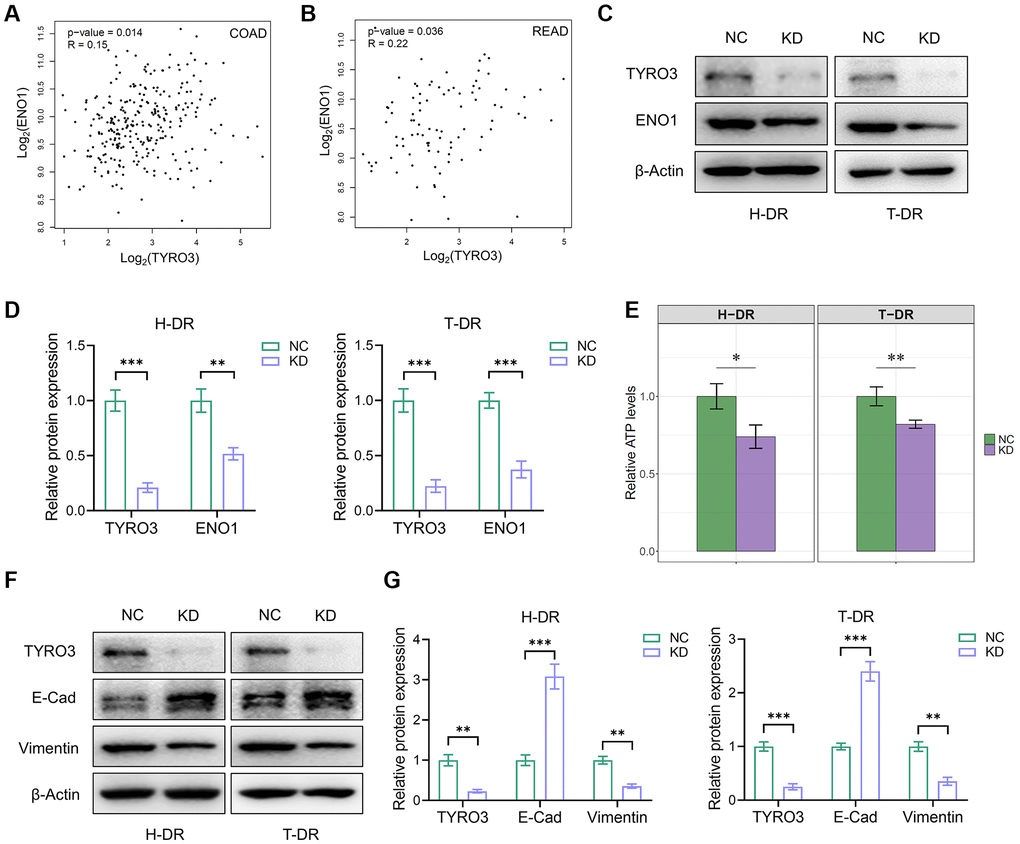 TYRO3 regulated the effect of ENO1 and the process of EMT in CRC cells. (A, B) Correlation analysis of TYRO3 and ENO1 gene expression levels in (A) colon cancer and (B) rectal cancer patients in TCGA datasets via GEPIA platform. (C) Western blot showing TYRO3, ENO1 and β-Actin protein levels in H-DR and T-DR cells transfected with TYRO3-shRNA or negative control. (D) Immunoblot result of H-DR and T-DR semi-quantified by ImageJ. (E) Comparisons of relative ATP levels in H-DR and T-DR cells transfected with TYRO3-shRNA or negative control. (F) Western blot showing TYRO3, E-Cadherin, Vimentin and β-Actin protein levels in H-DR and T-DR cells transfected with TYRO3-shRNA or negative control. (G) Immunoblot result of H-DR and T-DR semi-quantified by ImageJ. Abbreviations: NC: negative control; KD: TYRO3-shRNA. *P **P ***P 