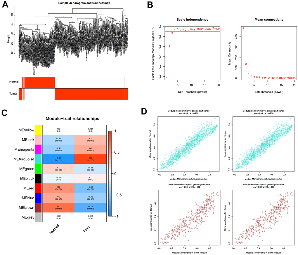 WGCNA analysis to uncover the key pathogenic module. (A) Sample clustering tree with pathological state. (B) The determination of the power of the soft threshold for the combined dataset. (C) A heatmap depicting the relationship between module eigengenes and liver pathology. (D) Scatter plots illustrate the genes’ significance versus membership in brown and turquoise modules.