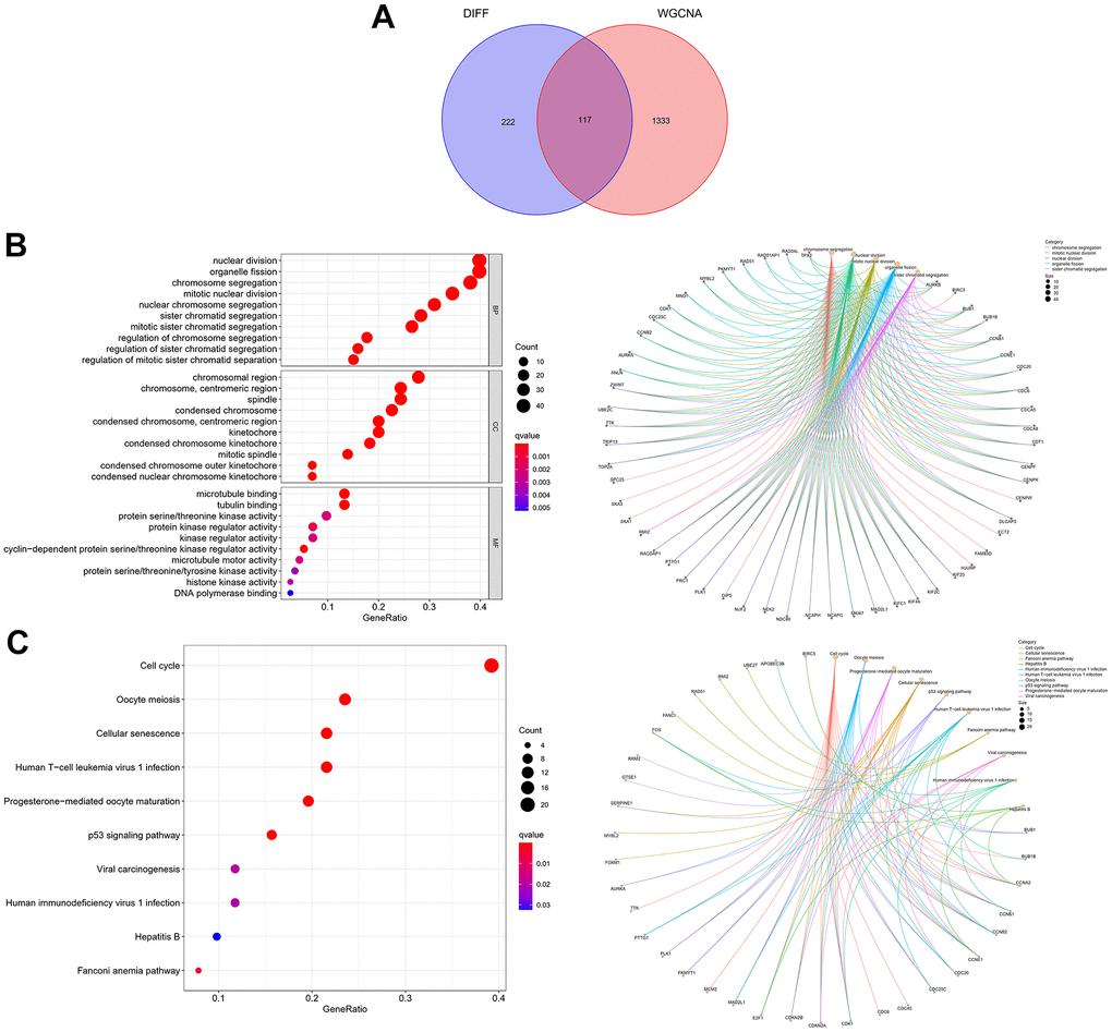 Expression of the 117 cellular senescence-related DEGs and their functions. (A) The Venn diagram shows an overlap of the differential analysis and WGCNA results. (B) GO function analysis. (C) KEGG pathways analysis.