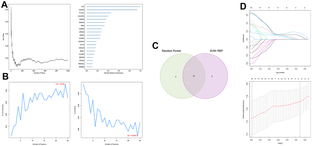 Generation of a cellular senescence score model using machine learning. (A) Error plot for RF models. (B) Screening of candidate genes by SVM models. (C) Twenty-one marker genes in RF and SVM models were intersected in the Venn diagram. (D) LASSO regression analysis.