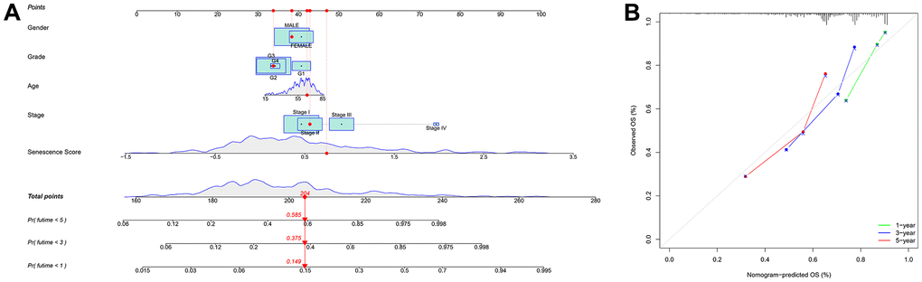 Nomogram based on senescence score model. (A) Nomogram. (B) The nomogram’s calibration curves.