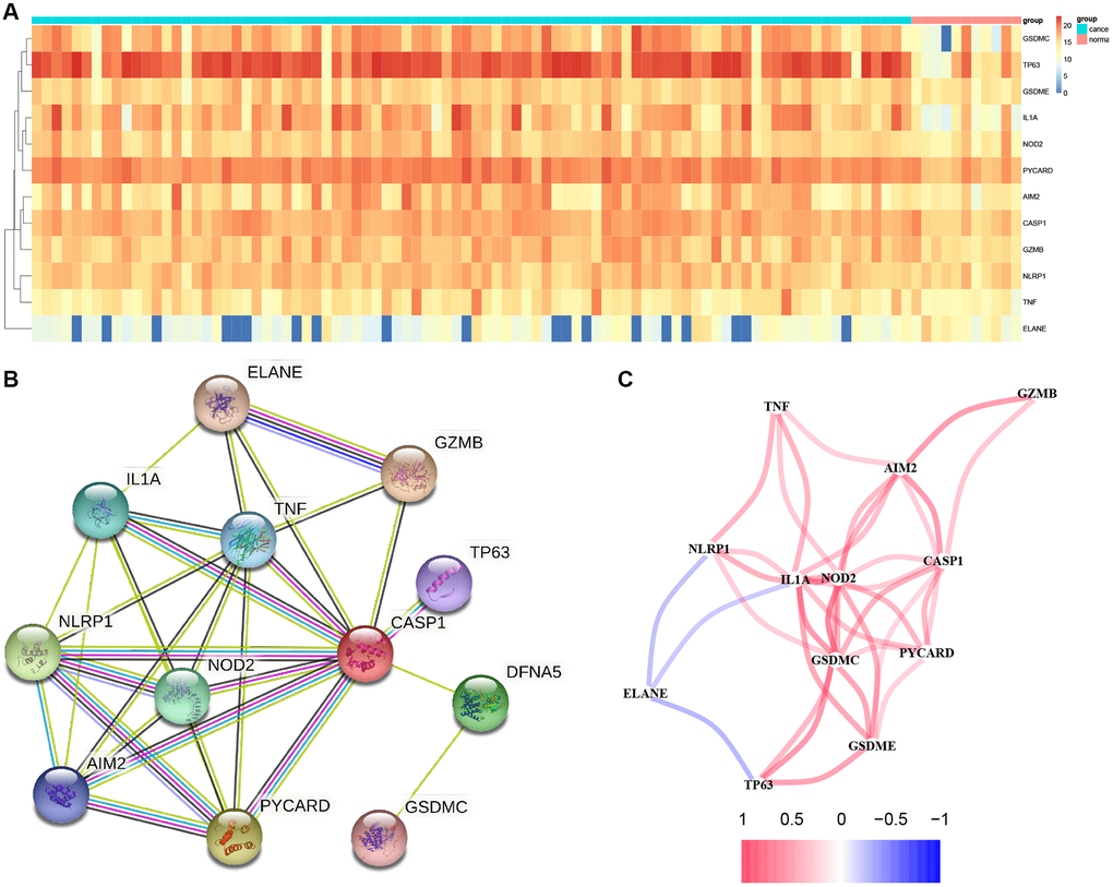 Results of differential gene analysis. (A) Heatmap of differentially expressed pyroptosis-related genes. The vertical axis refers to genes; the horizontal axis refers to differences in the gene expression between tissues, the red denotes high expression, and the blue denotes low expression. (B) PPI network showing the interactions of differentially expressed pyroptosis-related genes. (C) Correlation of the differentially expressed pyroptosis-related genes (Red line: Positive correlation; Blue line: Negative correlation. The depth of the colors reflects the strength of the relevance).