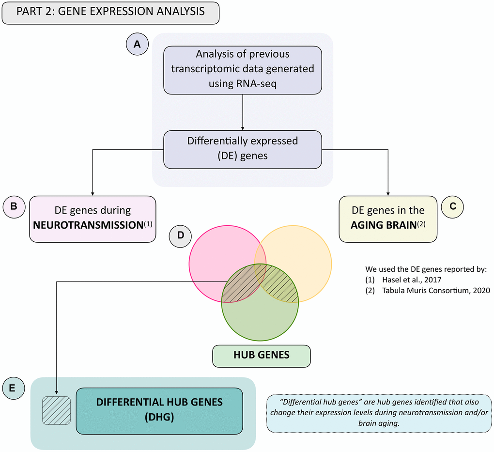 Summary flowchart of integration of hub genes with transcriptomic data generated during neurotransmission and brain aging. (A) Transcriptomic data during neurotransmission (Hasel et al., 2017) and aging (Tabula Muris Consortium, 2020), reporting differentially expressed genes during each process in the neuron and/or astrocyte was obtained. This allowed us to obtain a list of differentially expressed (DE) genes in both cell types during. (B) neurotransmission and/or (C) brain aging. (D) Venn diagram showing common genes: (1) Between DE genes during neurotransmission and hub genes (pink and green sets); (2) Between DE genes during brain aging and hub genes (yellow and green sets), and (3) The intersection between all three gene groups (pink, yellow and green sets). (E) The differential hub genes (DHG) list is shown in (D) in the shaded area.