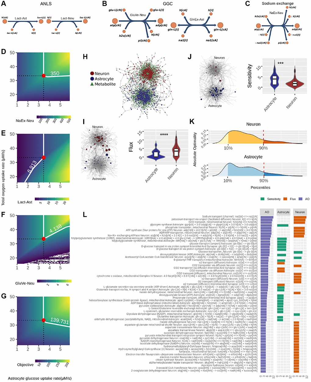 Identification of optimal nodes using flux balance analysis in the neuron-astrocyte metabolic network suggests division of labor between the neuron and astrocyte in response to neurotransmission workload. (A–C) Reactions considered in the metabolic objective; here, metabolite names correspond to the same as in the model reported by Lewis et al. (2010). (A) Fluxes associated with the Astrocyte-Neuron Lactate Shuttle (ANLS); left side: Lactate efflux from astrocyte to the interstitial space (Lact-Ast); right side: Lactate from the interstitial space entering neurons (Lact-Neu). (B) Fluxes related to the Glutamate-Glutamine Cycle (GGC); left side: vesicle-exported glutamate from neuron (GluVe-Neu); right side: glutamine excretion from astrocyte (GlnEx-As). (C) Neuronal sodium efflux associated with its removal via sodium ATPase pump. (D–G) Phenotypìc phase planes are shown as two-dimensional color maps. Here, the Flux Balance Analysis (FBA) solution is represented by the red-filled circle, while all fluxes shown correspond to micromolar per second (uM/s). A white piece-wise line depicts the specific contour level of the solution. (H) The neuron-astrocyte metabolic network is represented as a bipartite network; here, node shape (circle or square) denotes the partition where it belongs, i.e., reaction or metabolite. (I) left side, flux values distribution in each cell; right side: the bipartite network presented in (H) showing node size proportional to absolute flux. (J) left side, sensitivity values distribution in each cell; right side: the bipartite network presented in (H) showing node size proportional to absolute sensitivity. (K) Distribution of the Absolute Optimality values in neuron and astrocyte, the 90 percentile is highlighted by a red dashed line. This line depicts the cutoff over which a reaction was classified as an optimal metabolic reaction. (L) Optimal metabolic reactions (descending order) sorted by their Absolute Optimality and presented alongside their flux and sensitivity.