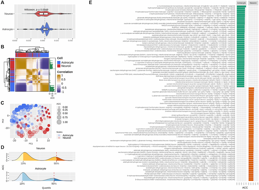 Centrality-based analysis of the neuron-astrocyte metabolic network further supports the division of labor between the neuron and astrocyte. (A) Distributions, separated by cell, of the contributions of each reaction to the centrality of the sensitivity set. (B) Unsupervised hierarchical clustering of the pairwise correlations between the contributions of each reaction to the centrality of the sensitivity set. The Absolute Centrality Contribution per reaction (ACC) is shown on the right-hand side of the heatmap. (C) Dimensionality reduction via Principal Component Analysis (PCA) of the pairwise correlations between the contributions of each reaction. (D) Distribution of ACC in the neuron (top) and astrocyte (bottom), here, the red dashed line by the 90% percentile indicates the cutoff over which reactions were considered central metabolic reactions. (E) ACC values for the central metabolic reaction separated by cell.