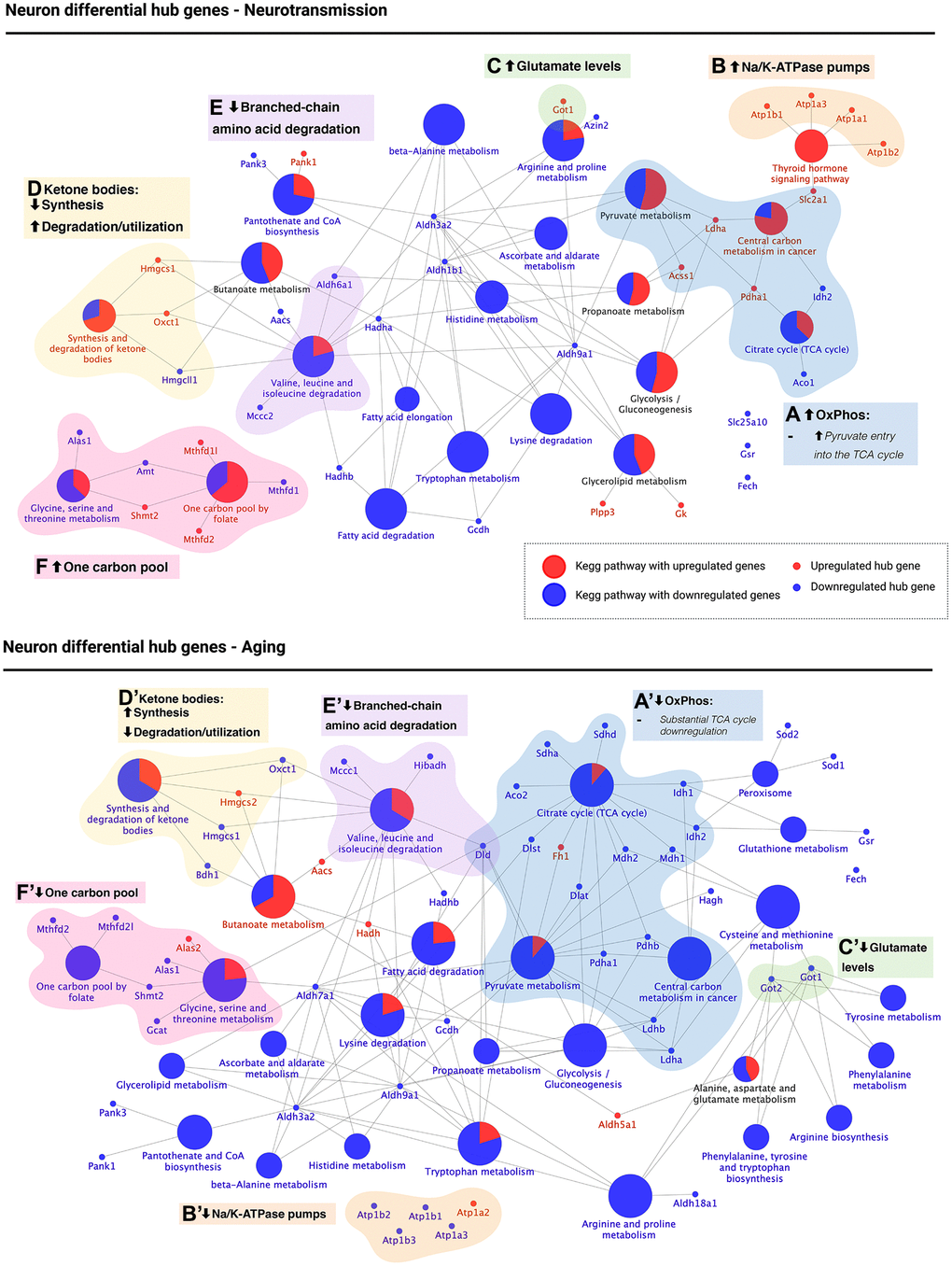 KEGG pathway enrichment of differential hub genes reveals that the aged neuron displays energetic deficit, dysfunctional neurotransmission, decreased branched-chain amino acid degradation and utilization of ketone bodies, and decreased one-carbon pool levels. KEGG pathway enrichment of differential hub genes was followed by manual curation of associated genes. The results are shown for neurotransmission (top panel) and aging (bottom panel). Oxidative phosphorylation (OxPhos, blue): high OxPhos levels during neurotransmission (A) but low OxPhos levels during aging (A’). Synaptic transmission: upregulated Na/K-ATPase pumps (orange) and glutamate synthesis (green) suggest active re-establishment of cation gradients (B) and high glutamate levels (C). The opposite was observed during aging (B’, C’). 3) Ketone body metabolism (yellow): decreased synthesis and increased degradation/utilization during neurotransmission (D), with the opposite observed during aging (D’). 4) Branched-chain amino acid (BCAA) degradation (purple): while differential hub genes involved in the degradation of BCAA were found downregulated during both neurotransmission (E) and aging (E’), dld, which encodes for a subunit of BCAA-decarboxylase, an early step in the degradation of all three BCAA was only downregulated during brain aging. 5) One carbon pool (pink): differential hub gene expression associated with one-carbon metabolism suggests high levels of one-carbon pool intermediates during neurotransmission (F) but low during aging (F’). Created with https://www.biorender.com/.