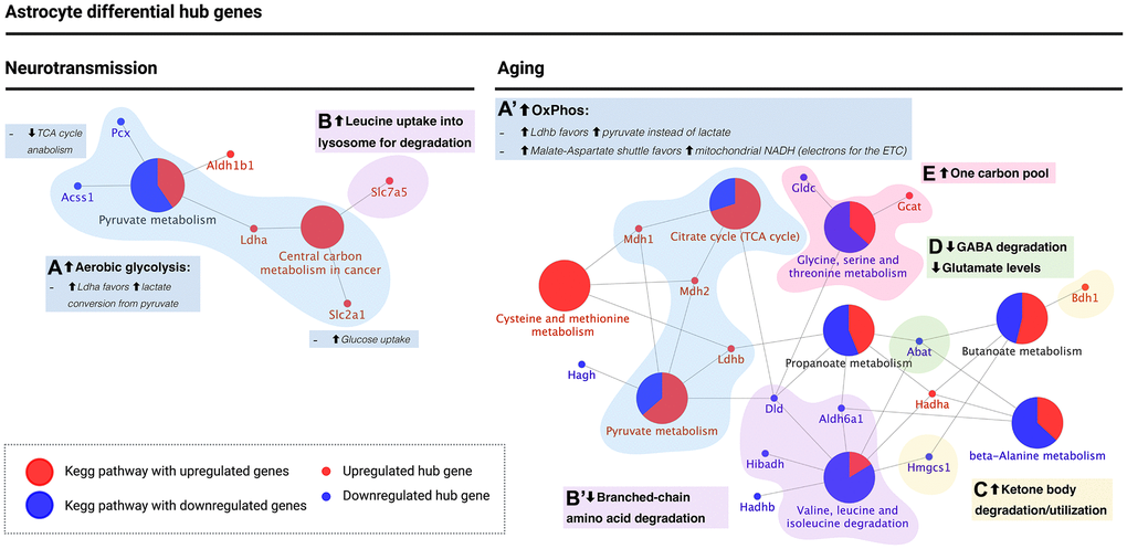 KEGG pathway enrichment analysis of astrocyte differential hub genes suggests a metabolic switch from aerobic glycolysis to oxidative phosphorylation during aging. (A and A’) Metabolic switch (blue): upregulation of ldha during neurotransmission but ldhb during aging. Ldha/b genes encode for subunits of lactate dehydrogenase, which catalyzes the interconversion of pyruvate into lactate. Ldha subunits favor lactate levels and were upregulated during neurotransmission, while ldhb favors pyruvate and is upregulated during aging. Also, the major glucose uptake transporter in the blood-brain barrier, encoded by slc2a1, was upregulated during neurotransmission only. Instead, during aging, mdh1/2 encode for enzymes of the malate-aspartate shuttle, which allows transport of NADH into the mitochondrial matrix to provide electrons for the ETC. Both genes were upregulated during aging, in agreement with a high OxPhos rate. (B and B’) Branched-chain amino acid (BCAA) degradation (purple): during neurotransmission, upregulation of slc7a5 was observed (amino acid transporter present in the cell surface and lysosome; participates in leucine uptake into the lysosome for degradation), while during aging, three enzymes involved in BCAA degradation, including dld, were downregulated. (C) Ketone body degradation/utilization (yellow): the enzyme encoded by bdh1 catalyzes the interconversion of acetoacetate and β-hydroxybutyrate, the two main ketone bodies, and was upregulated during aging only. (D) Synaptic transmission (green): abat encodes for an enzyme that breaks down GABA into glutamate and is downregulated during aging in the astrocyte. (E) One carbon pool (pink): differential hub gene expression associated with one-carbon metabolism suggests an increase in one-carbon pool during astrocyte aging. Created with https://www.biorender.com/.