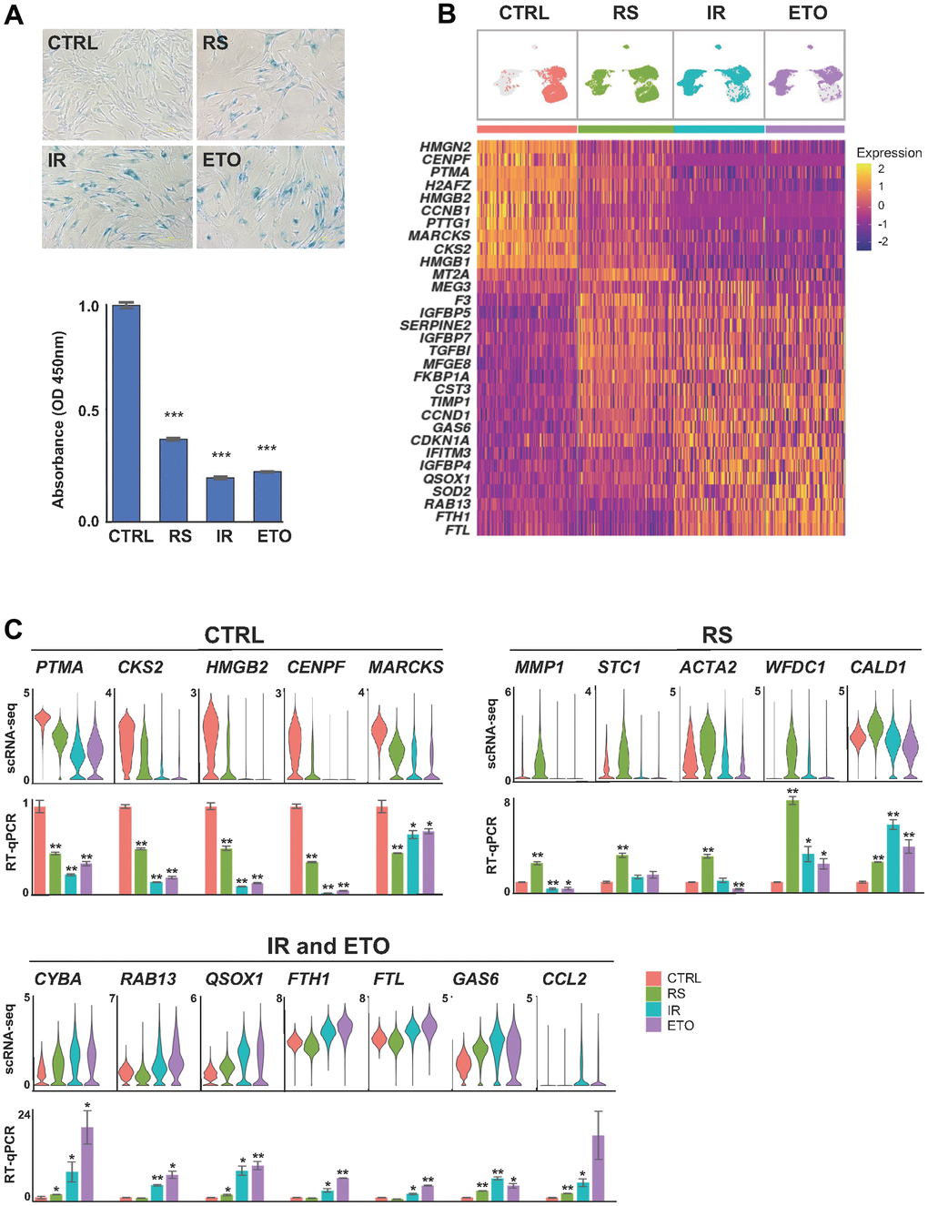 Shared and distinct transcriptomes of WI-38 fibroblasts in different senescence models. (A) WI-38 fibroblasts that were proliferating at PDL 24 (CTRL), cultured until replicative exhaustion at PDL 57 (RS), exposed to 10 Gy of ionizing radiation and cultured for an additional 10 days (IR), or cultured for six days in media containing 50 μM of etoposide and in regular media for another four days (ETO), were analyzed for SA-β-Gal activity (top), and proliferation rates evaluated by measuring by BrdU incorporation (bottom) and compared to the CTRL population. (B) Top, UMAP plots with distribution of cells that were color-coded for each group. Bottom, heatmap showing the relative expression of top marker mRNAs in each population. (C) The expression levels of representative top markers from scRNA-seq data (top) were validated by RT-qPCR analysis (bottom). The relative levels of each mRNA in CTRL, RS, IR, and ETO were first normalized to GAPDH mRNA levels and each senescence model was compared to CTRL cells. In (A, C) significance was assessed by two-tailed unpaired Student’s t-test, n = 2, *p 