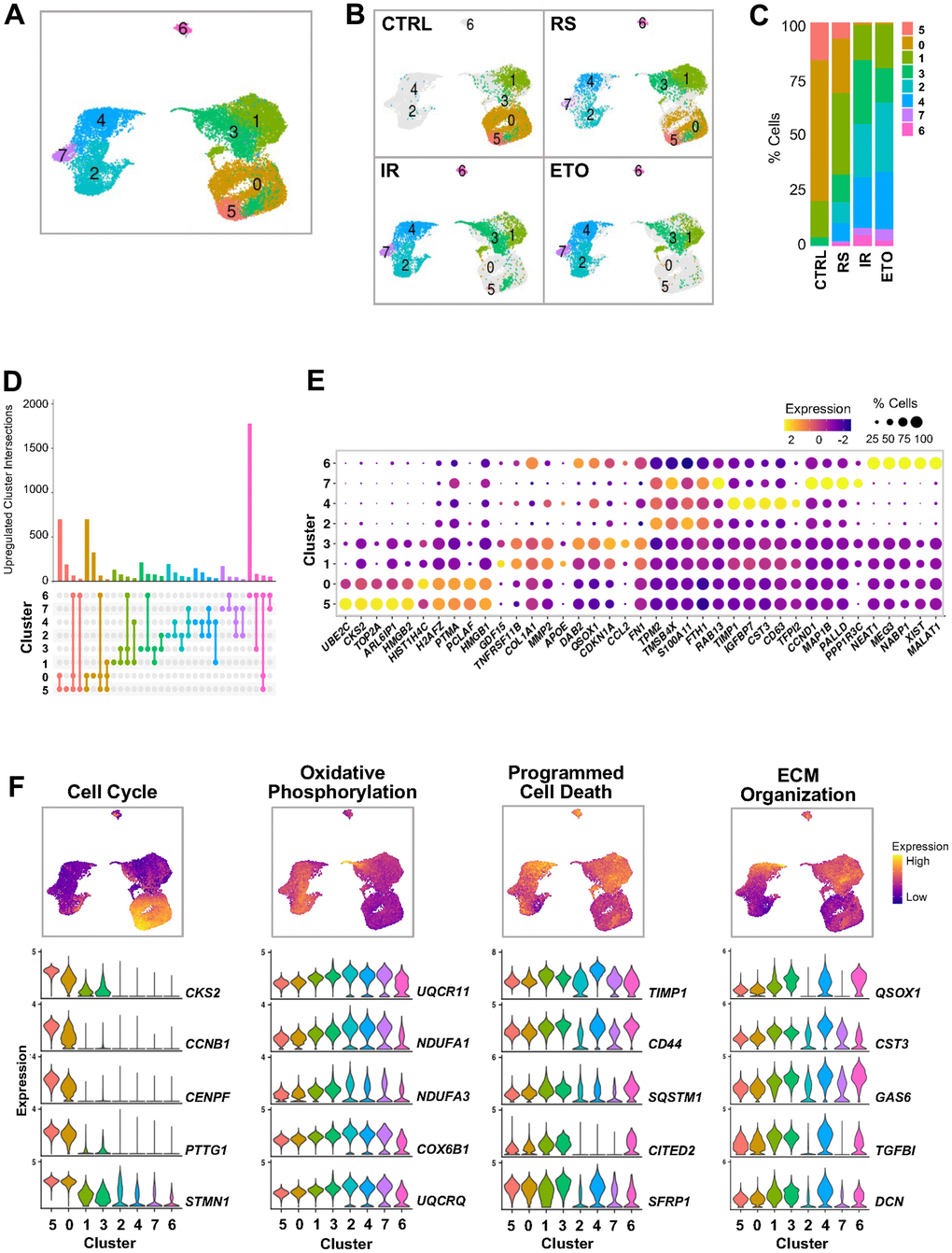 Clustering analysis of integrated single-cell senescence models. (A) UMAP illustrating the cell clusters with different gene expression profiles, distinguished by unsupervised clustering of integrated samples from Figure 1. (B) Distribution of cell clusters from (A) in each sample analyzed. (C) Percent composition of cell clusters from (B) in each sample. (D) Overlap of upregulated RNA sets among clusters. Set size: number of upregulated RNAs in each cluster. Each column shows number of genes encoding RNAs that are either unique for one cluster (single dot) or shared by clusters (dots connected by lines). (E) Top highest expressed marker RNAs in each cluster. Dot color represents average gene expression levels scaled across all clusters, and dot size indicates percentage of cells expressing specific gene in each cluster. Clusters are ordered by similarity of the transcriptomes in (A). (F) Select GO terms of GSEA performed for each cluster (Supplementary Figure 1B). Cells are colored by gene expression signature scores of indicated GO terms assessed for each cell and presented in UMAP space (top). Violin plots show expression levels of RNAs from top genes contributing to scoring across all clusters (bottom).