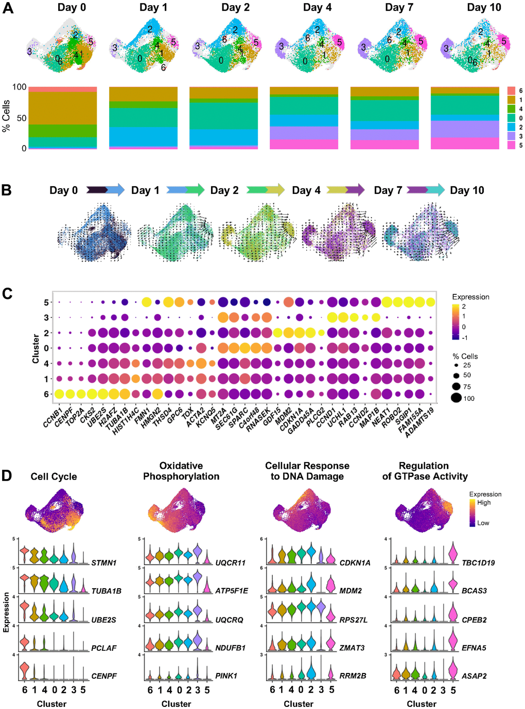 Cell states evolving over time after ETO-induced senescence. (A) UMAP plots illustrating changes in the distribution of cell clusters identified by scRNA-seq analysis at the indicated time points after beginning treatment with 50 μM ETO added to the culture media (top). Percent composition of cell clusters in each time point during ETO treatment (bottom). (B) RNA velocity projected onto the UMAP plot illustrating the direction of transitions among cell clusters. To preserve the temporal variations in trajectories, velocity estimates were calculated in paired contiguous samples. The color dots indicate cells in each pair of time points. Arrow length indicates the estimated rate of transcriptomic changes and arrowhead shows predicted direction of these changes. (C) Most highly expressed marker RNAs in each cluster. Dot color represents average RNA expression levels scaled across all clusters and dot size indicates percentage of cells expressing a specific RNA in each cluster. Clusters are ordered by similarity of the transcriptomes of cells in (A). (D) Select GO terms from Supplementary Figure 1C. Cells are colored by transcriptomic signature scores of indicated GO terms assessed for each cell and presented in UMAP space (top). Violin plots show the expression patterns of top RNAs contributing to scoring across all clusters (bottom).