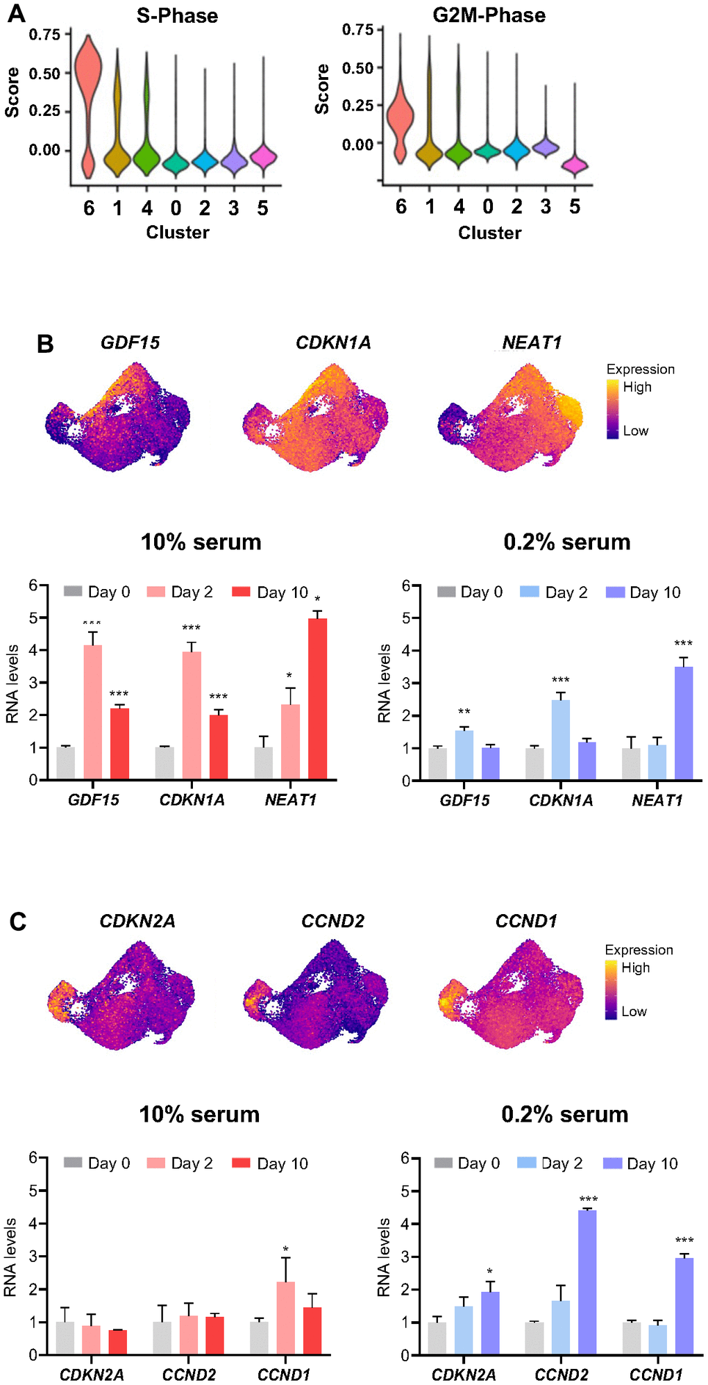 Influence of cell proliferative status on transcriptomic response to ETO treatment. (A) Cell cycle states of ETO time course cell clusters determined by the ‘CellCycleScoring’ function in Seurat. (B, C) Relative levels of select RNAs upregulated in cluster 2 (B), and cluster 3 (C) compared to the rest of the cells (top). The expression levels of RNAs shown (top) after ETO treatment (Day 2, Day 10) in cells cultured in 10% or 0.2% serum media were quantified by RT-qPCR analysis (bottom). Relative RNA levels were normalized to GAPDH mRNA levels and compared to untreated cells (Day 0). Significance was assessed by two-tailed unpaired Student’s t-test, n = 3, *p 