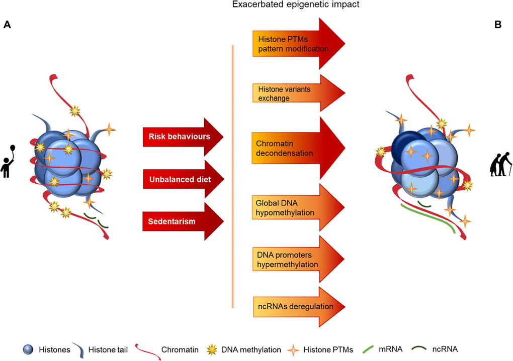 Representation of age-associated epigenetic changes. (A) Representation of a young individual chromatin: tight chromatin compactation, high levels of DNA methylation, few histone PTMs (particularly acetylation), canonical histones and balanced non-coding RNA regulation; (B) Representation of an old aged individual chromatin, we may observe a looser chromatin structure, lower levels of DNA methylation, higher levels of histones PTMs (particularly acetylation), histone variants presence, chromatin remodeling and disturbances in ncRNA regulation, what is reflected in an overall chromatin instability increase, when compared with the structure presented in A. The transition between the structures presented in A and B is represented by arrows. The arrows in red present the causes (here presented as a lifetime of risk behaviors (namely tobacco and alcohol consumption), unbalanced diet and sedentarism) whose effects are reflected by the arrows in orange/red, where darker colors represent more pronounced epigenetic alterations.