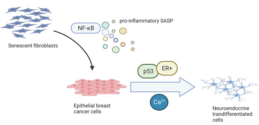 Cell culture supernatant, containing NF-κB-dependent pro-inflammatory senescence-associated secretome (SASP), was collected from senescent normal human fibroblasts and used to treat human epithelial breast cancer cells. It induced senescence and neuroendocrine transdifferentiation (NED), the latter being regulated by p53 and calcium in ER+ cells.