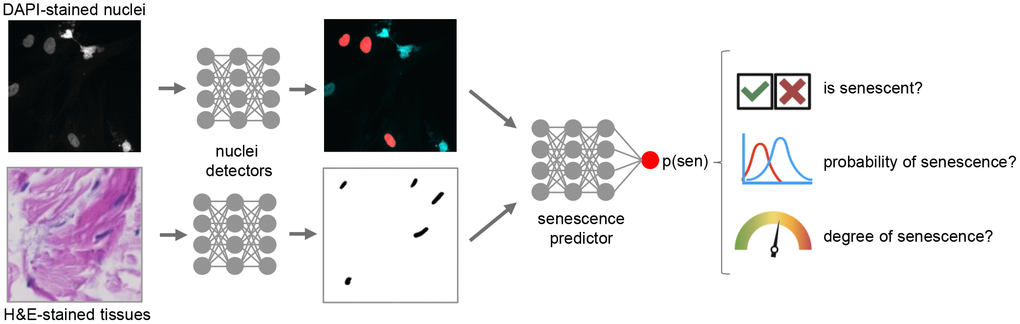 Deep learning for cellular senescence prediction.
