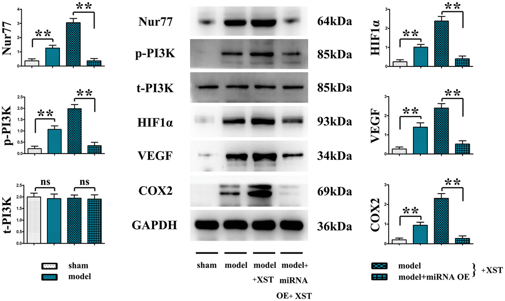 XST facilitates the angiogenesis-associated Nur77, p-PI3K, HIF1α, VEGFs, and COX2 in mice with myocardial infarction by inhibiting the expression of miR-3158-3p in myocardial infarction mice.