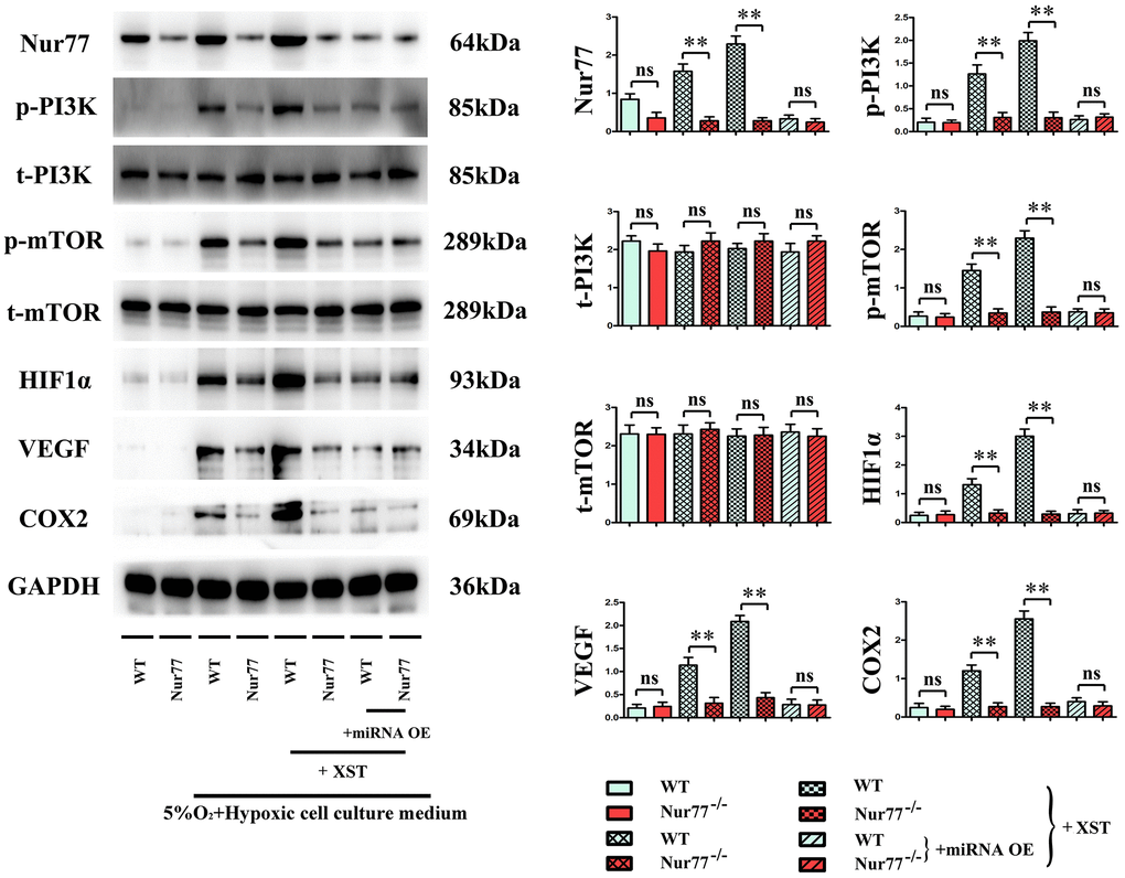 XST inhibits miR-3158-3p targeting Nur77 to facilitate the angiogenesis-associated proteins of cardiomyocytes in in vitro experiments.