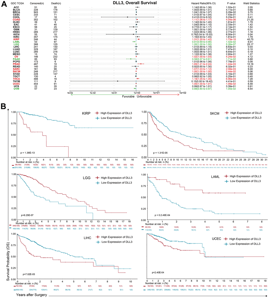 Association between DLL3 expression and overall survival time in days (OS). (A) Forest plot of OS associations in 34 types of tumor. (B) Kaplan-Meier analysis of the association between DLL3 expression and OS.