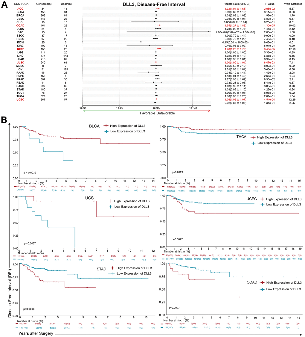 Association between DLL3 expression and overall survival time in days (DFI). (A) Forest plot of DFI associations in 34 types of tumor. (B) Kaplan-Meier analysis of the association between DLL3 expression and DFI.