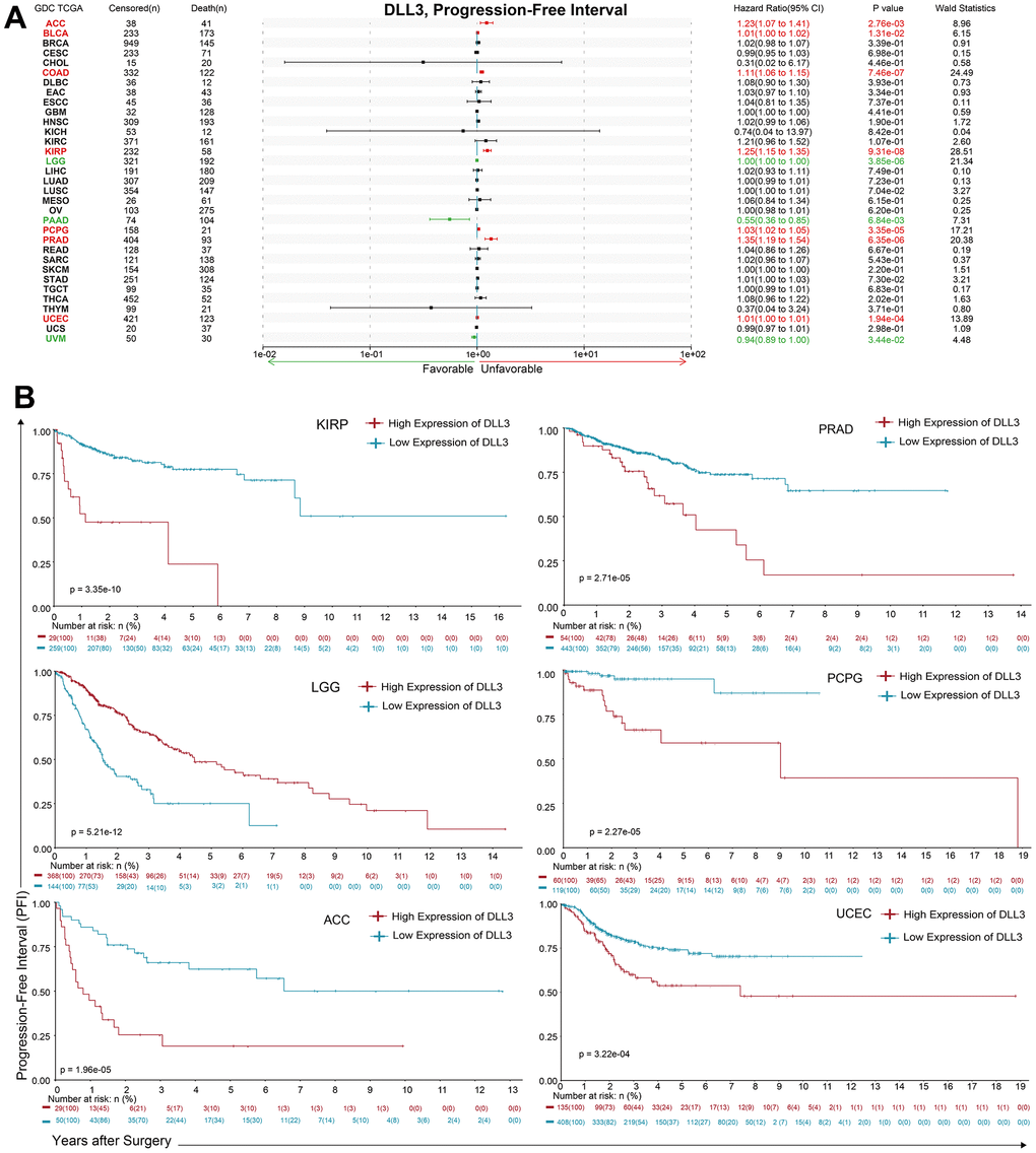 Association between DLL3 expression and overall survival time in days (PFI). (A) Forest plot of PFI associations in 34 types of tumor. (B) Kaplan-Meier analysis of the association between DLL3 expression and PFI.