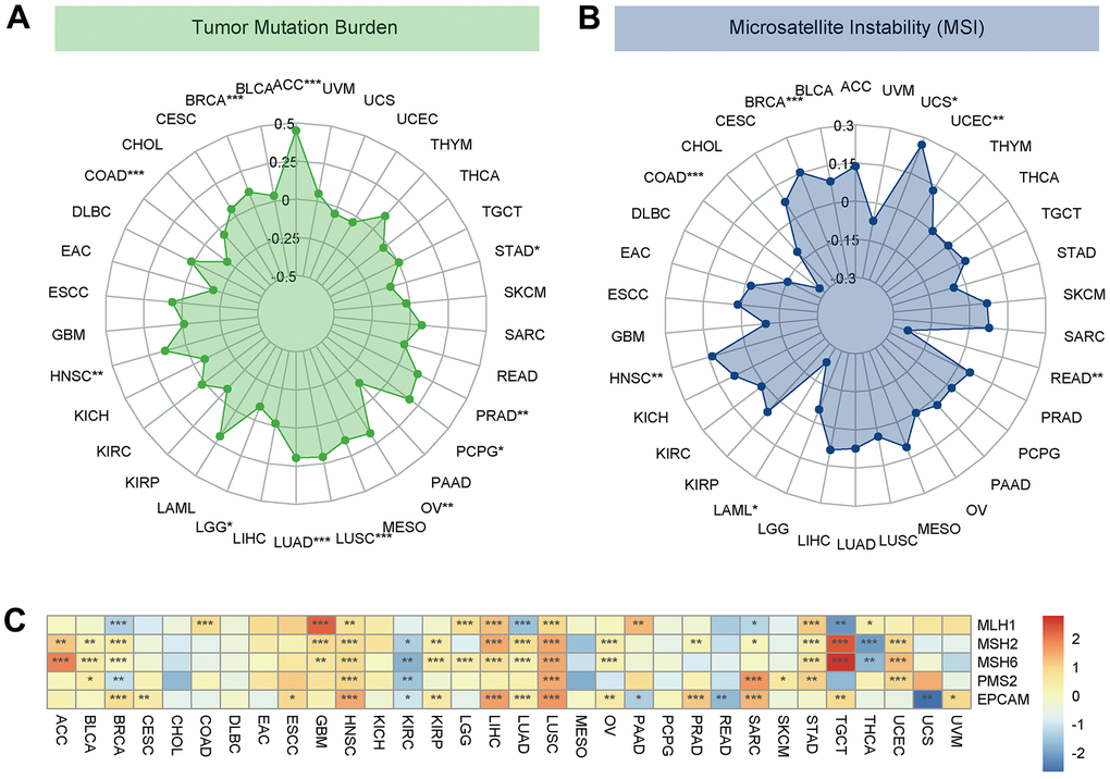Associations between DLL3 expression and tumor mutational burden (TMB), microsatellite instability (MSI), and mismatch repair (MMR). (A) Radar plot illustrating the relationship between DLL3 and TMB. (B) Radar plot illustrating the relationship between DLL3 and MSI. (C) Heatmap illustrating the association between DLL3 expression and MMR genes. *P 
