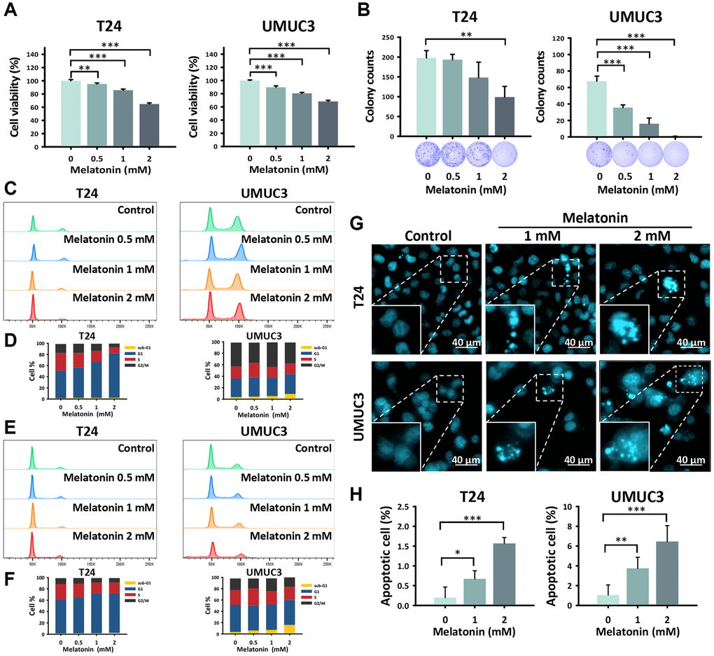 Melatonin prohibited cell proliferation and promoted apoptosis in UBUC cells. (A) An MTT assay was performed to detect the cell viability of the T24 and UMUC3 cells treated with melatonin at 0, 0.5, 1, and 2 mM for 24 hours. (B) The T24 and UMUC3 cells were exposed to 0, 0.5, 1, and 2 mM melatonin for 10 days and were quantitatively analyzed by a colony formation assay. The cell cycle distribution of (C, D) 24-hour and (E, F) 48-hour melatonin-treated UBUC cell lines was assessed by flow cytometry. (G) Hoechst 33342 staining was used to detect apoptotic cells in the melatonin-treated UBUC cells, and (H) the apoptotic rate of each group is shown. Bars represent as mean ± SD. *p **p ***p 