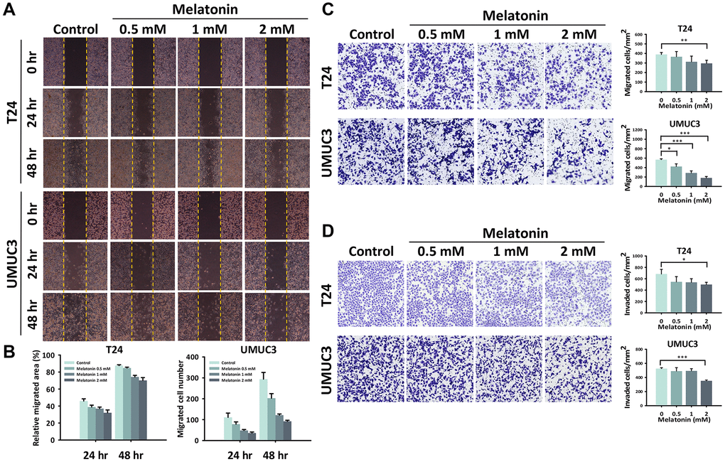 Melatonin weakened the cell migration/invasion abilities of the UBUC cells. (A) The migration ability altered by melatonin in the UBUC cells was detected by a wound healing assay, and (B) the relative migrated area and migrated cell numbers were quantified at 24 and 48 hours. A transwell assay was used to evaluate the (C) migration and (D) invasion abilities of the UBUC cells with a melatonin treatment. The migrated and invaded cells that crossed the membrane were quantified and are depicted as bar plots. The bars represent mean ± SD. *p **p ***p 