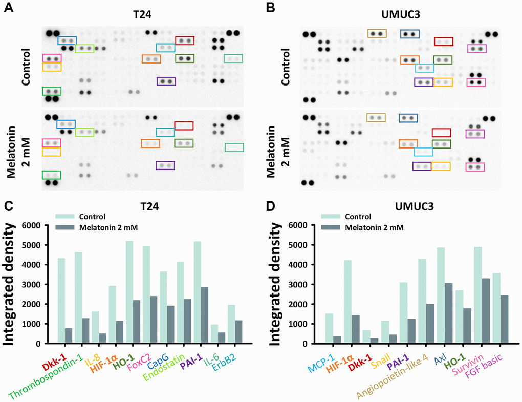 The oncology-related protein expressions altered by melatonin were measured by a proteome profiler oncology array. The relative expression of 84 human cancer-related proteins regulated by a 48-hour melatonin treatment (0 or 2 mM) was determined for (A) T24 and (B) UMUC3 cells. Protein expression changes in the (C) T24 and (D) UMUC3 cells were quantified and are depicted as bar plots.