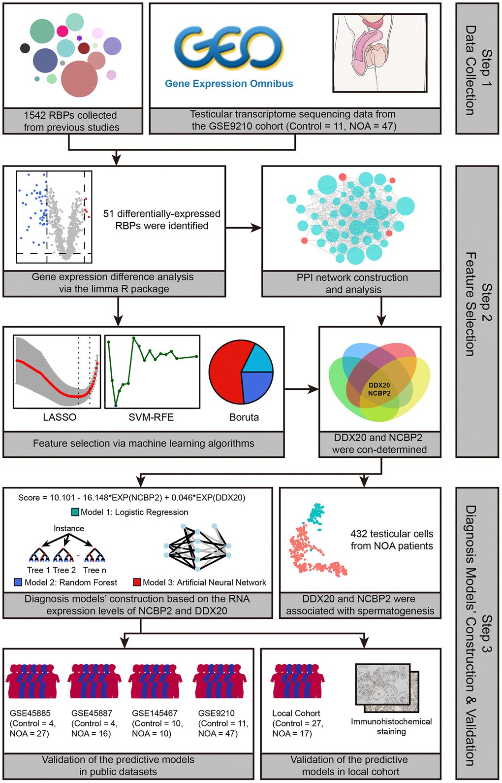 The workflow of the present study.