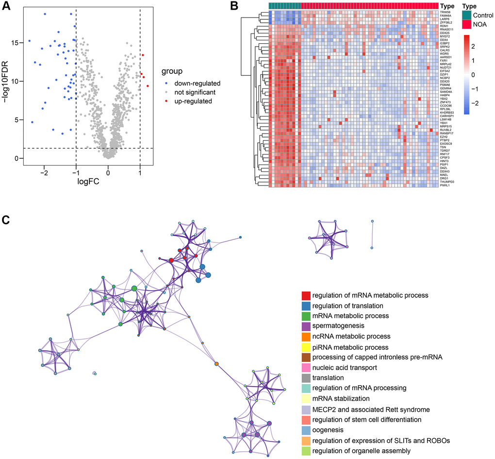 51 differentially-expressed RBPs and their functional enrichment. (A, B) The volcano plot (A) and the heat map (B) indicated that 51 of 1542 RBPs were differentially expressed between the control and NOA testicular samples. (C) The functional annotation of the 51 RBPs. Abbreviations: RBP: RNA-binding protein; NOA: non-obstructive azoospermia.