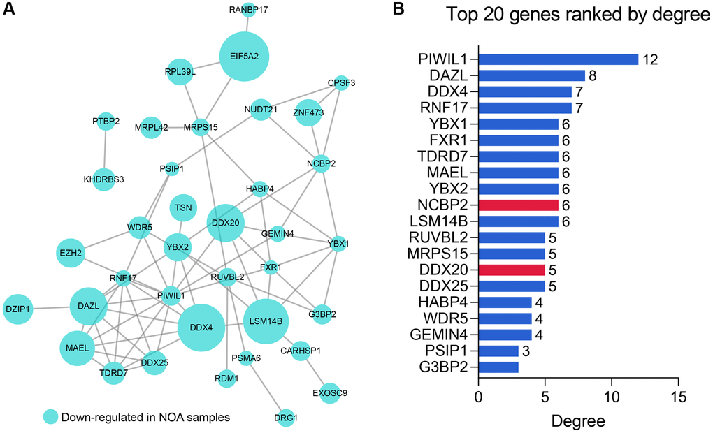 The PPI network analysis of the 51 RBPs. (A) The PPI network of the 51 RBPs, where the genes unconnected with other genes were excluded. (B) The Top 20 genes with the highest degree in the PPI network. Abbreviation: PPI: protein-protein interaction network.