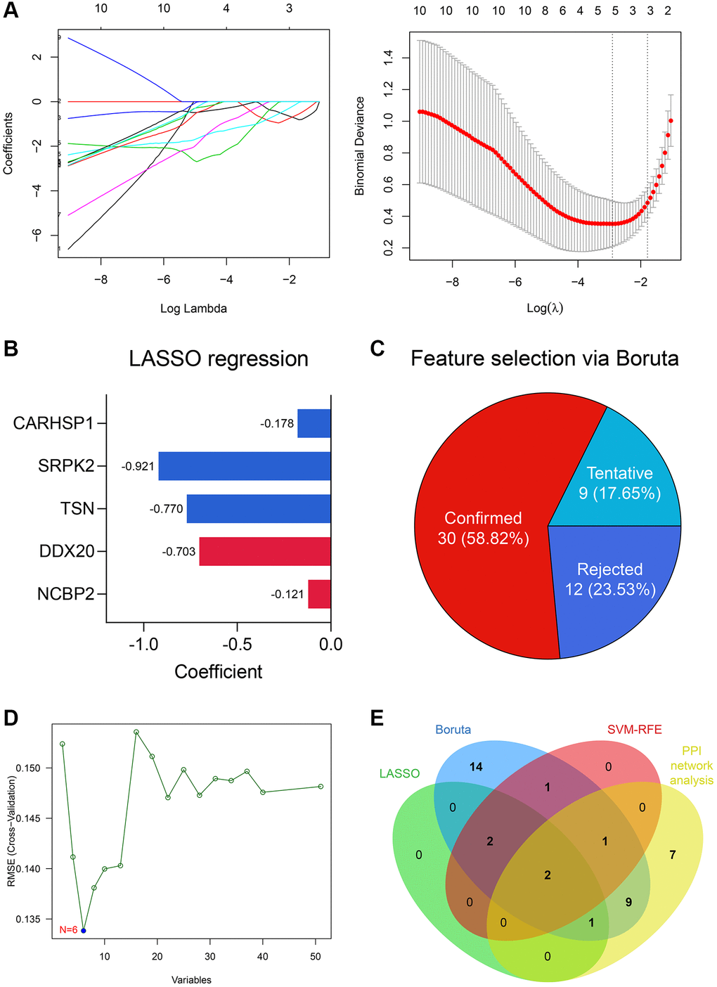 DDX20 and NCBP2 were con-determined via feature selection methods and PPI network analysis. (A) 5 genes, including NCBP2, DDX20, TSN, SRPK2, and CARHSP1, were identified as significant features to NOA via LASSO regression. (B) The coefficients of the 5 selected genes in the LASSO regression model. (C) 30 genes were determined as important features via the Boruta algorithm. (D) 6 genes, including NCBP2, DDX20, CCDC86, TSN, CARHSP1, and TDRD7, were selected by the SVM-RFE. (E) DDX20 and NCBP2 were con-determined by the machine learning algorithms and PPI network analysis.