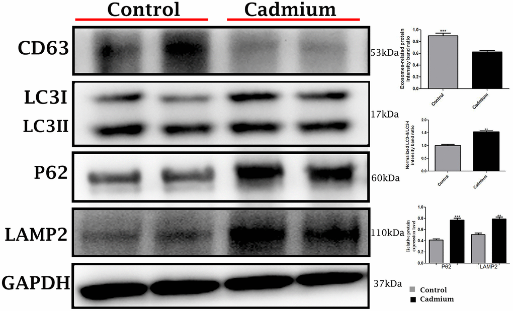 Immunoblots protein expression of autophagy-related proteins like a microtubule-associated light chain (LC3), sequestosome 1 (P62) and lysosomal-associated membrane protein 2 (LAMP2), and cluster of differentiation 63 (CD63) exosomal protein in control and cadmium treated group.