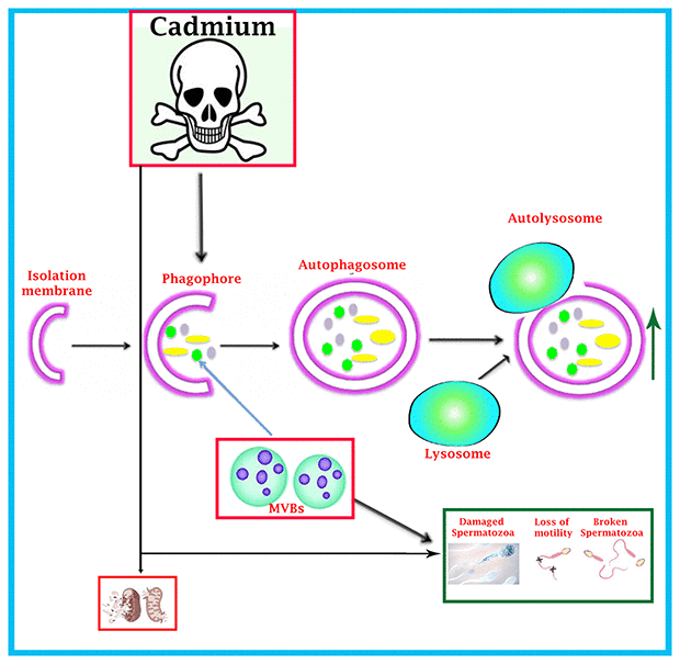 Schematic illustration of cadmium-induced more formation of autophagosomes and autolysosome that causes reduction of MVBs pathway through over activation of autophagic pathway, and spermatozoa were deprived of getting the immunological support and protection from exosomal-MVBs secretion, which leads to the destruction of spermatozoa during spermatogenesis.