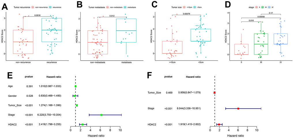 Correlation of HDAC2 score with HCC pathological characteristics in the tissue microarray set. (A) HDAC2 score in tumor recurrence and non-recurrence groups. (B) HDAC2 score in tumor metastatic and non-metastatic groups. (C) HDAC2 score in different tumor size groups. (D) HDAC2 score in different tumor stage groups. (E, F) Univariate and multivariate regression analyses for HDAC2 score as an independent prognostic factor.