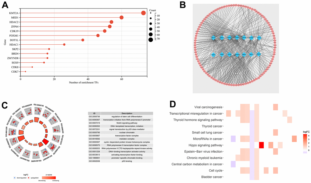 Transcription factor co-expression network and gene function analysis for TCGA-LIHC set. (A) The bar chart shows the number of transcription factors related to DEGs. (B) Co-expression network of 14 DEGs and 314 transcription factors. (C) Functional annotation for transcriptional addiction genes using GO term enrichment analysis, according to the top five biological processes, the top five cellular components, and the top five molecular functions. (D) The top 15 KEGG enrichment pathways of transcriptional addiction genes.