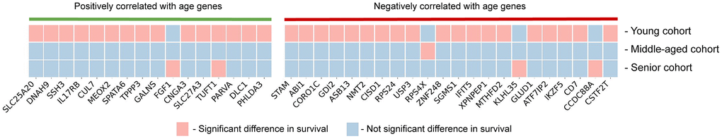 Survival analysis results. Each of the genes that is significantly correlated with age (n = 38) was tested for significant or not significant difference in survival rates with respect to the high and low expression levels in young, middle-aged and senior patient cohorts from TCGA-GBM dataset.