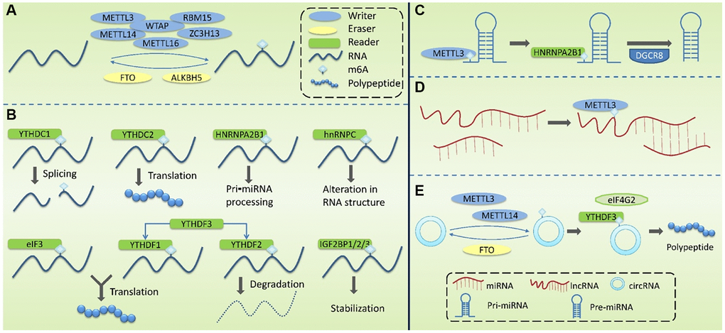 Molecular mechanism associated with the modification of m6A methylation. (A) m6A Writers are mainly composed of METTL3, METTL14, WTAP, METTL16, RBM15 and ZC3H13, mediating the modification of m6A methylation of RNA. Erasers mediate the process of m6A demethylation, mainly including FTO and ALKBH5. (B) m6A Readers recognize m6A methylation, including YTHDF1-3, YTHDC1-2, HNRNPC, HNRNPA2B1, eIF3, and IGF2BP1/2/3. (C) m6A modification plays a regulatory role in pri-miRNA to regulate the processing and maturation of miRNAs. (D) m6A modification plays a regulatory role in lncRNA to affect the RNA-RNA interaction function of lncRNA. (E) m6A modification plays a regulatory role in circRNA to promote its’ translation.